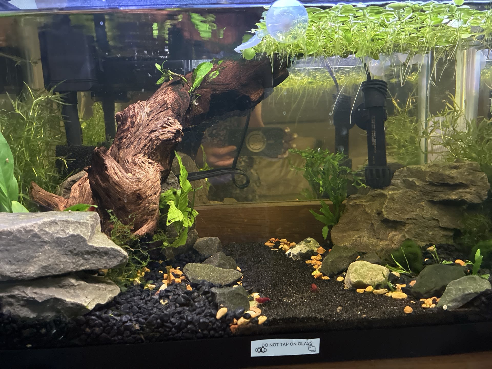 Shrimp Pathway