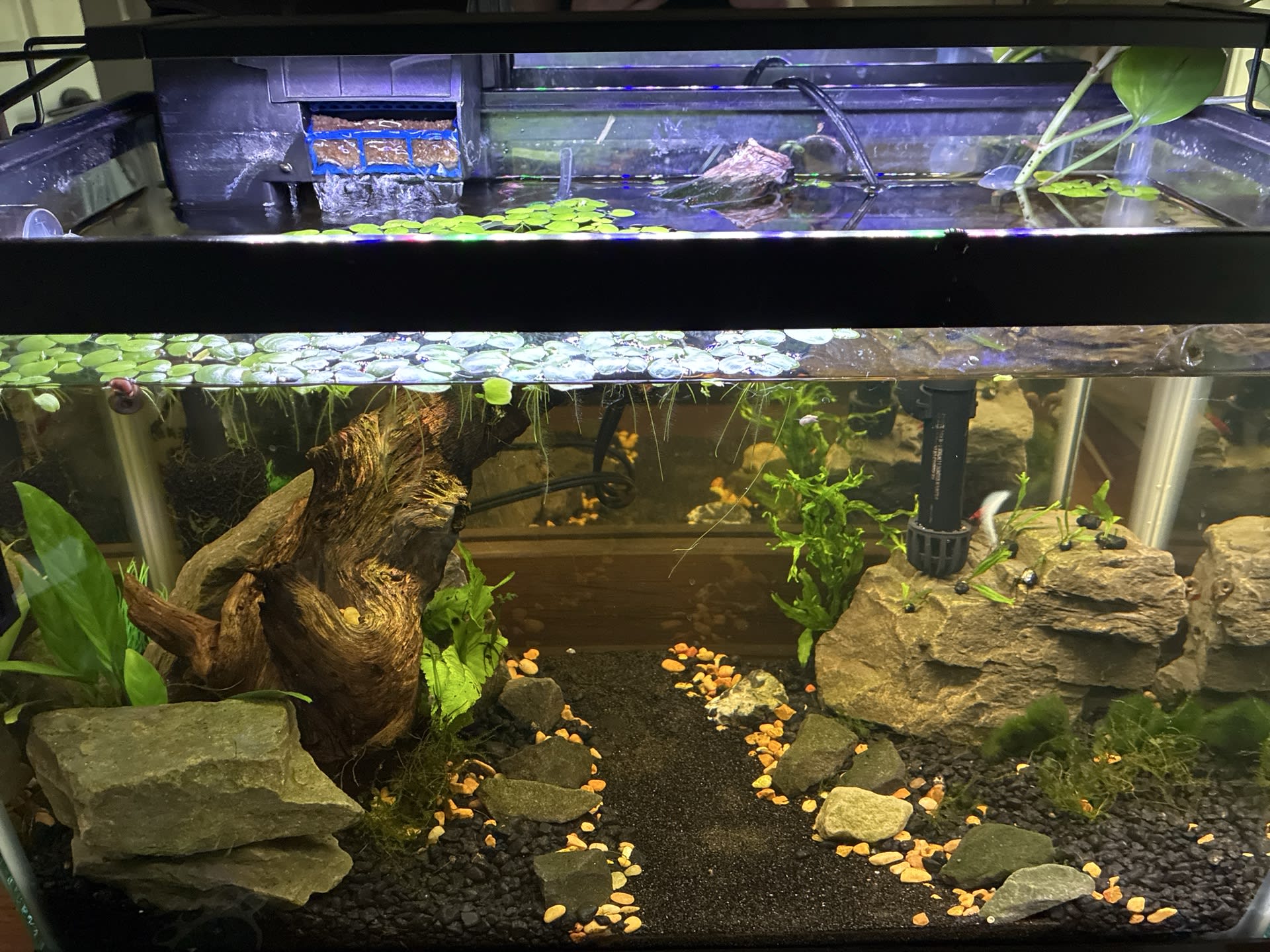 Shrimp Pathway