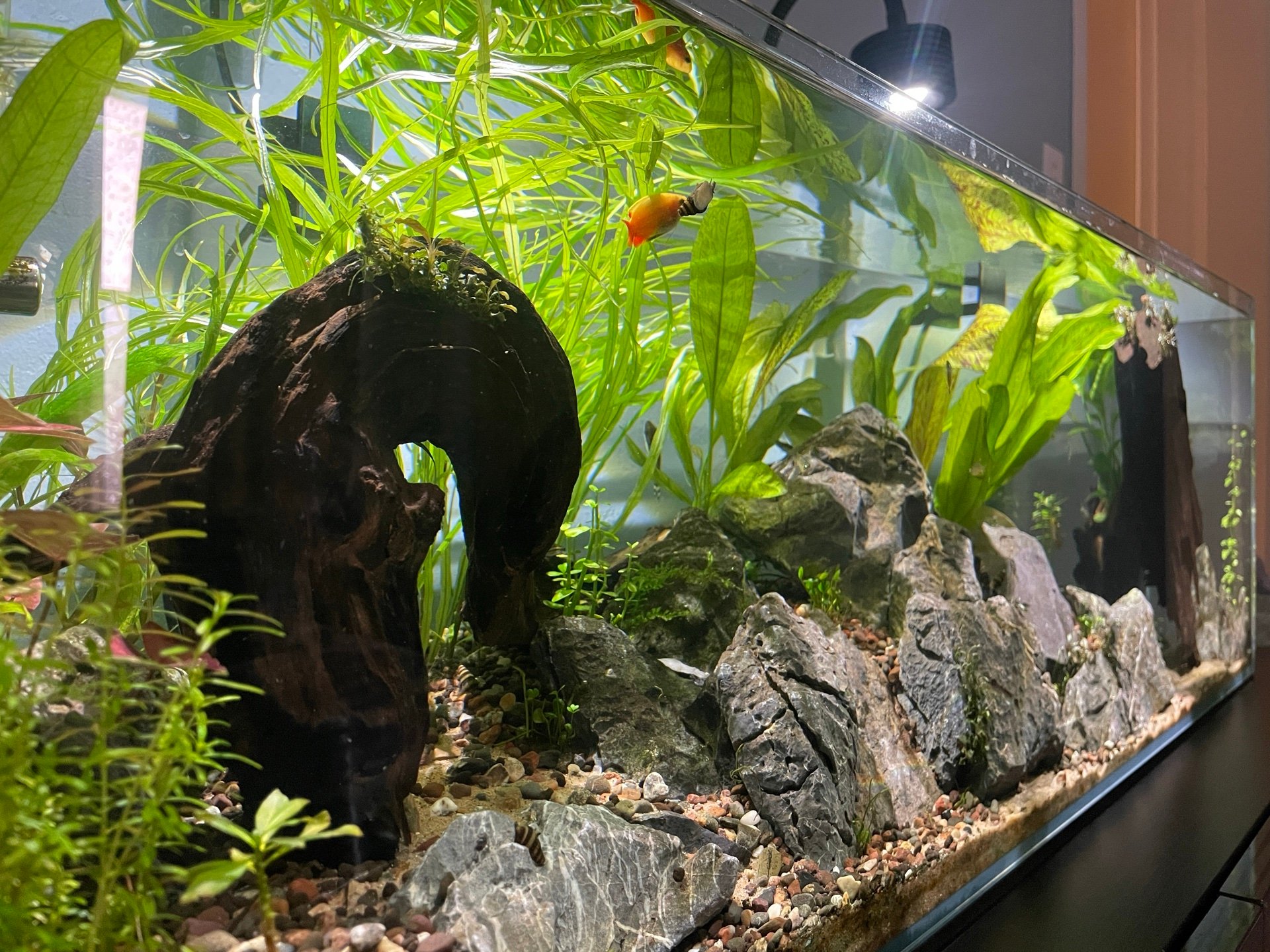 Threadfin Rainbowfish