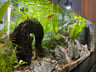 Threadfin Rainbowfish