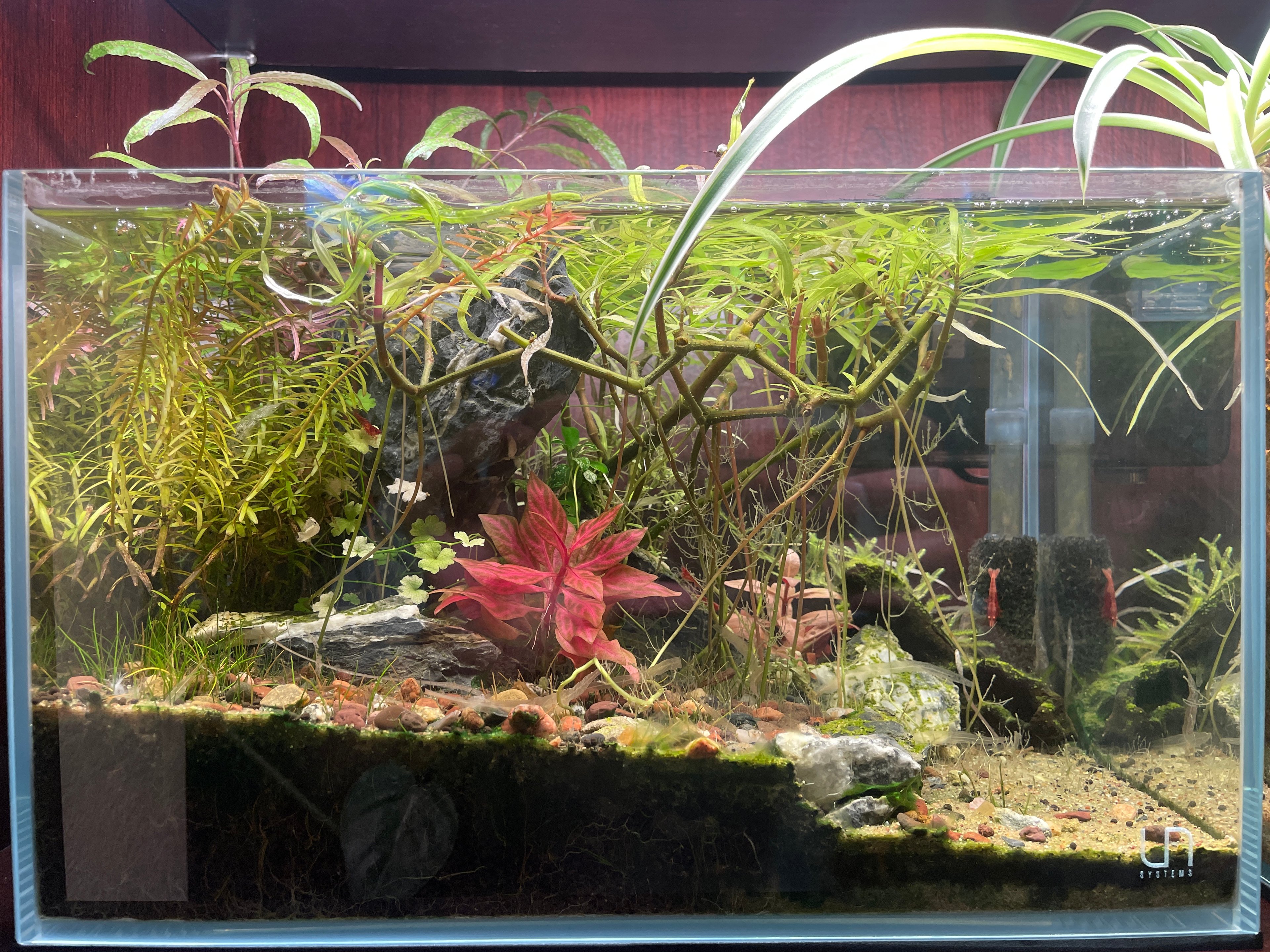 Bookshelf Shrimp Tank