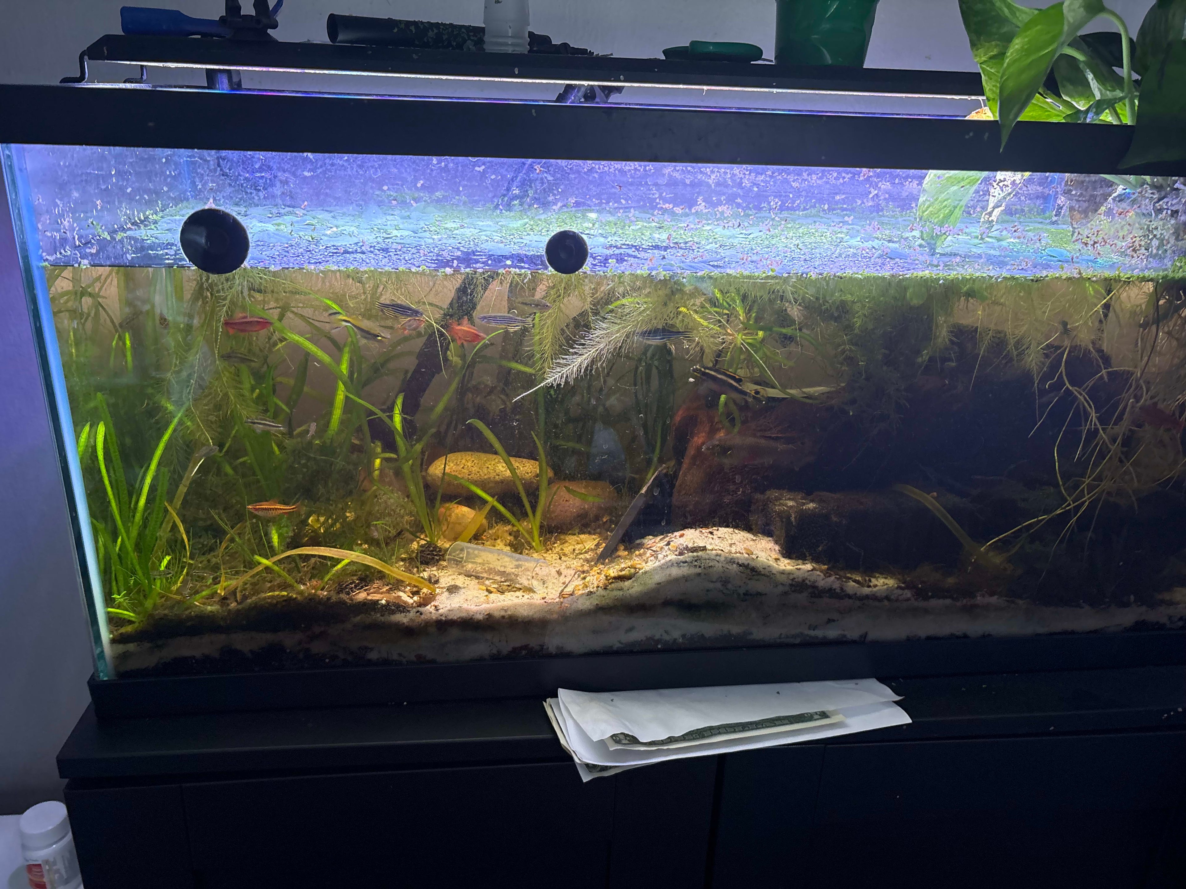 E.J. Likes Fish