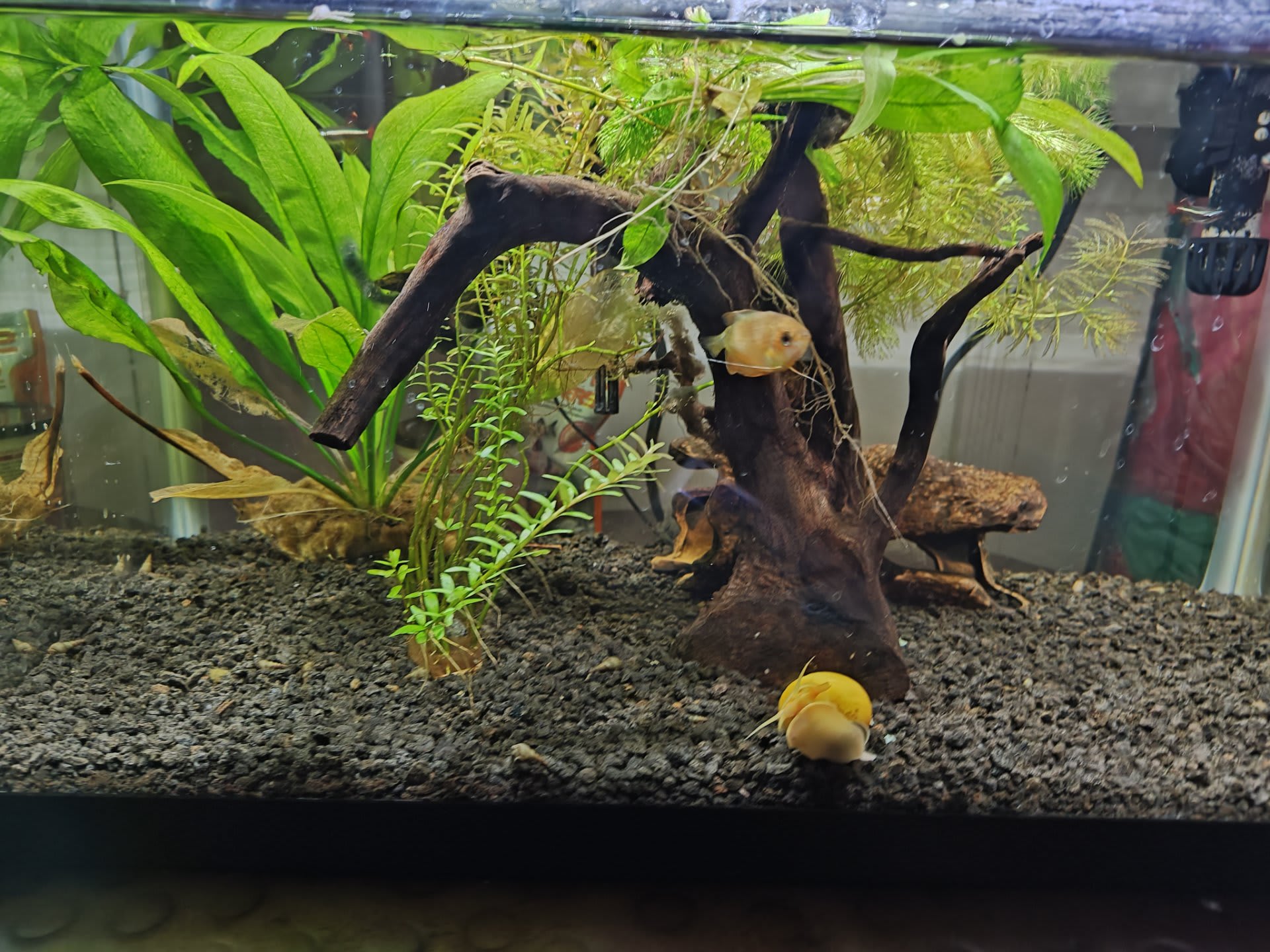 Home
