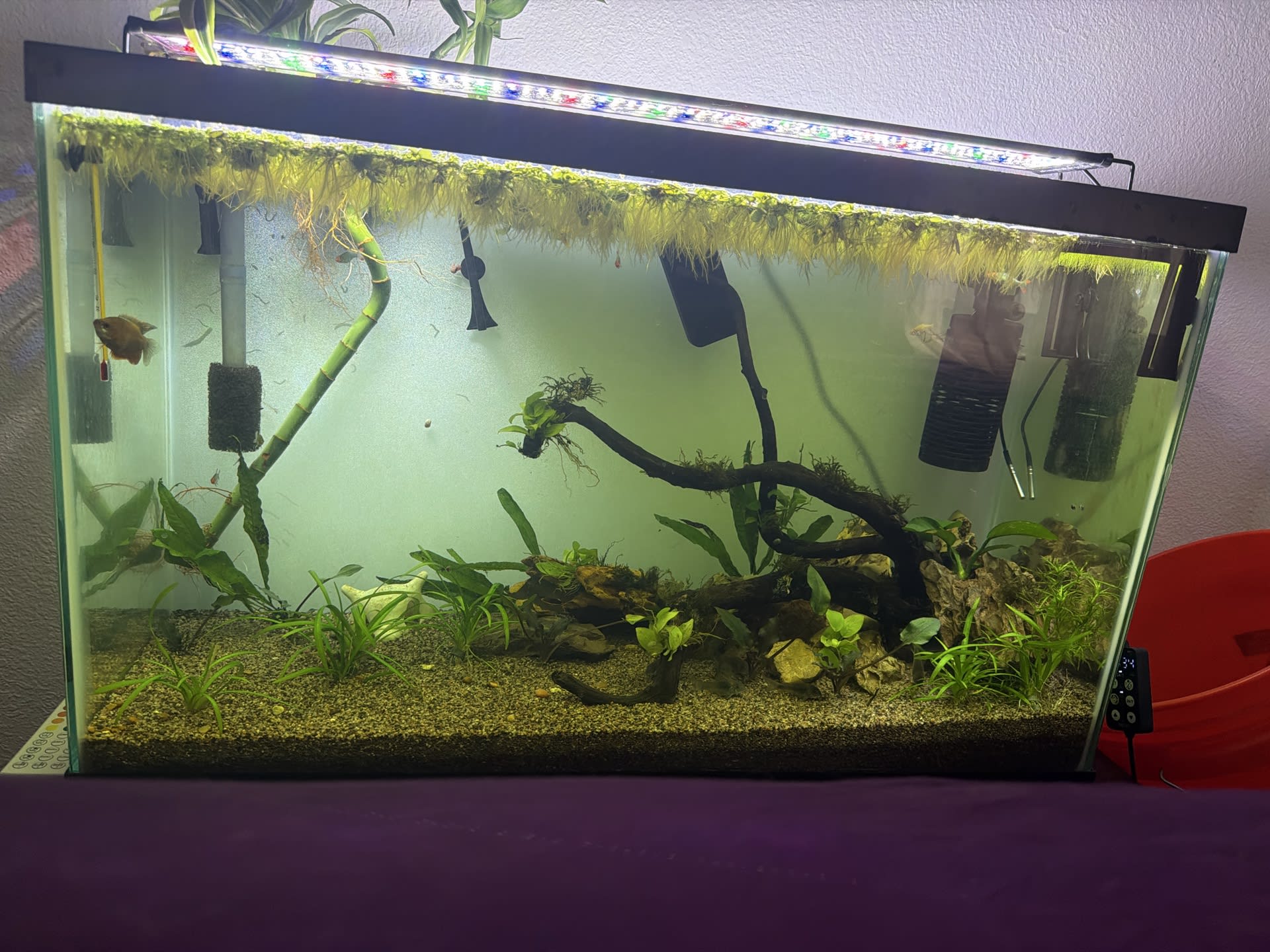 Display Tank