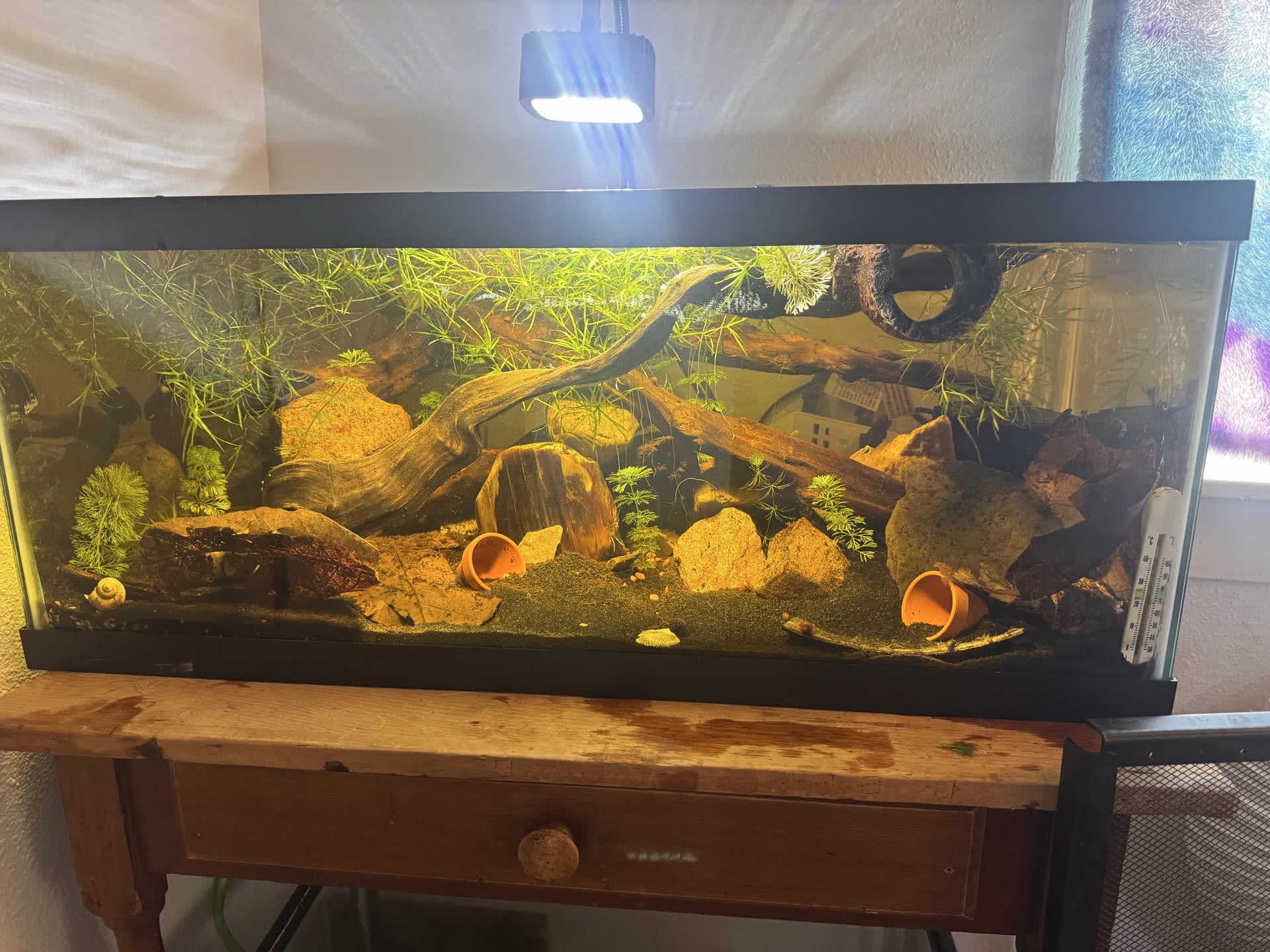Betta Tank
