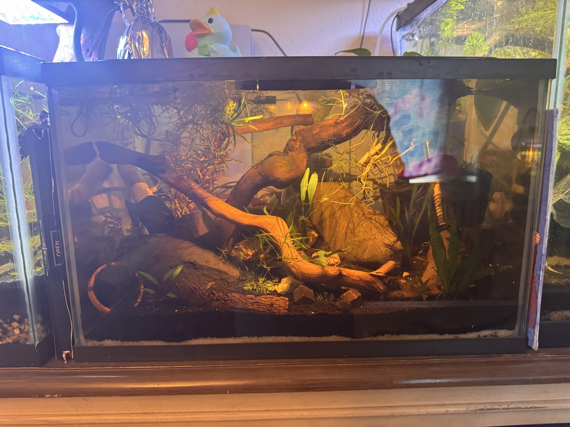 Betta Tank
