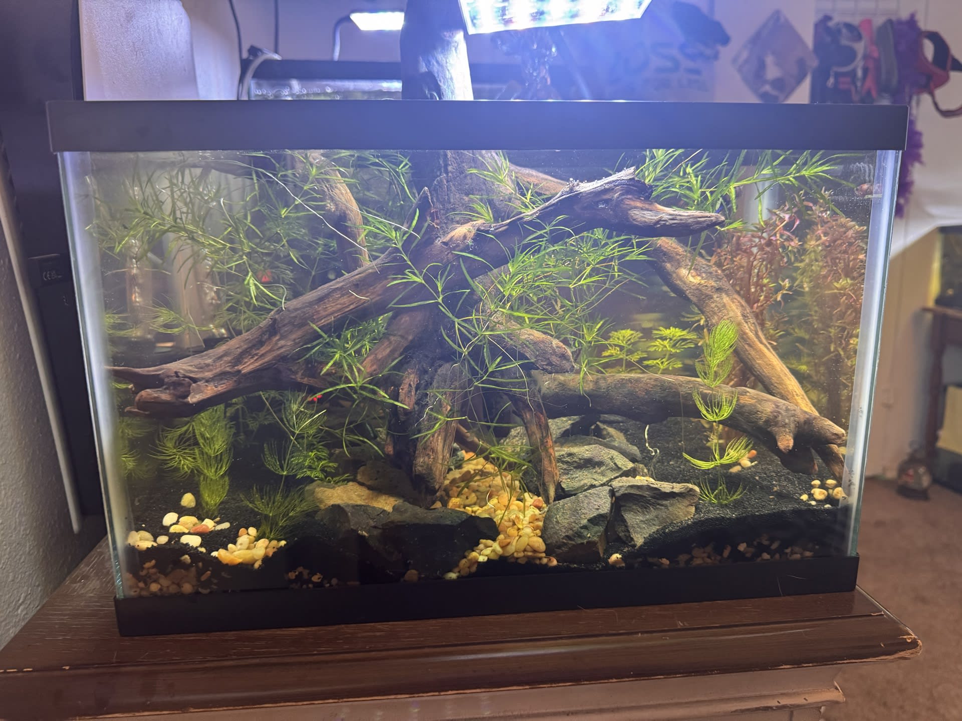 Betta Tank