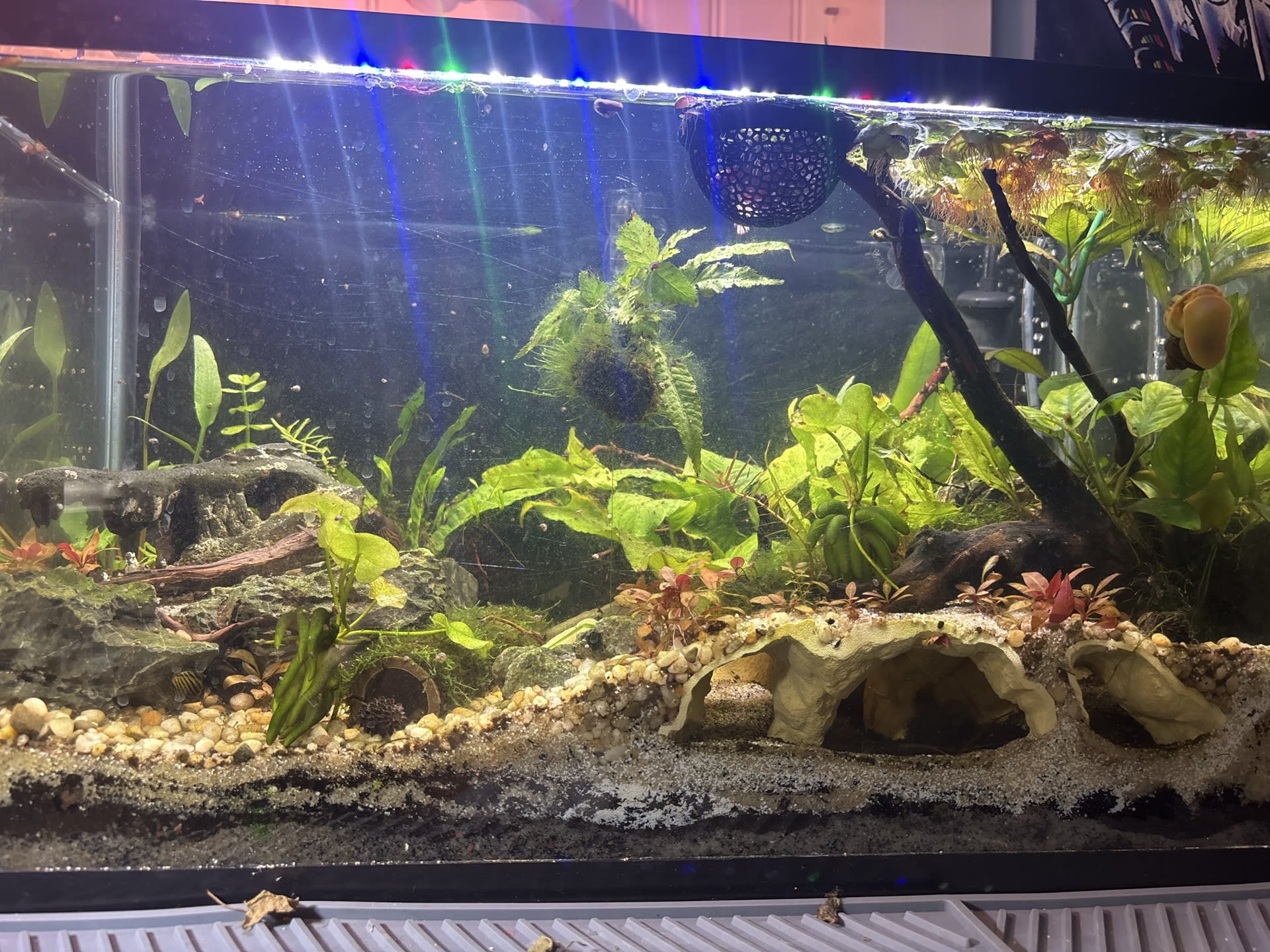 Randy’s Tank