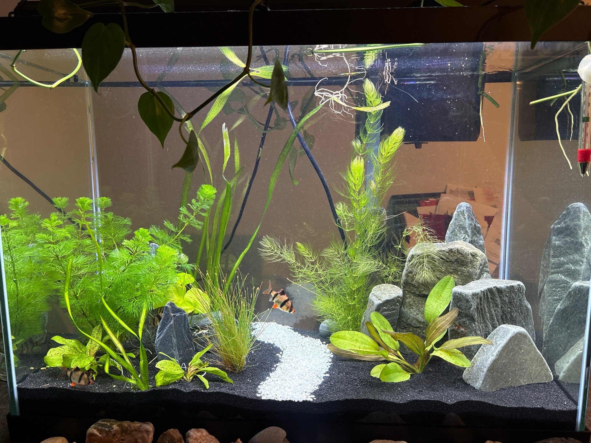 The Tiger Pit