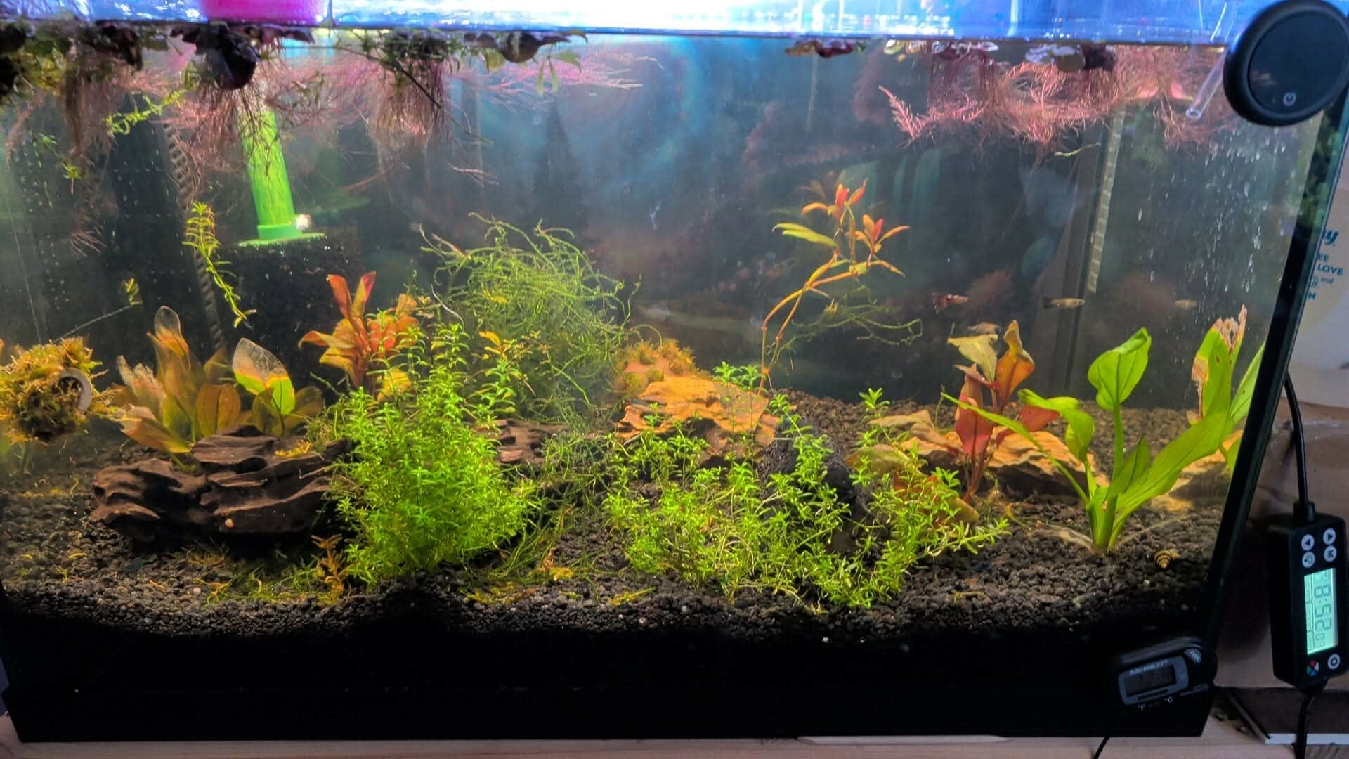GrumpyKitten's Guppies