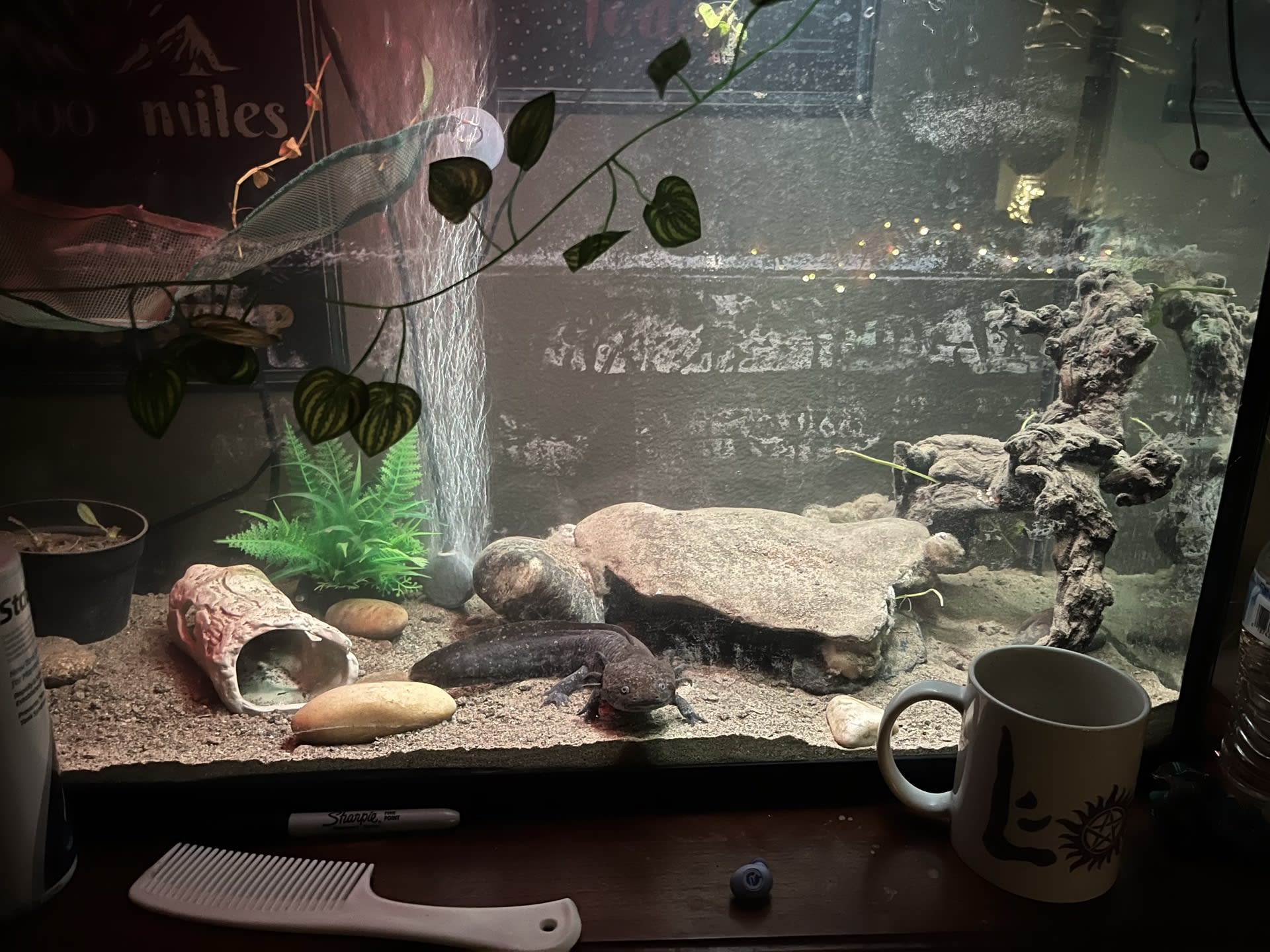 Onyx's Planted Tank