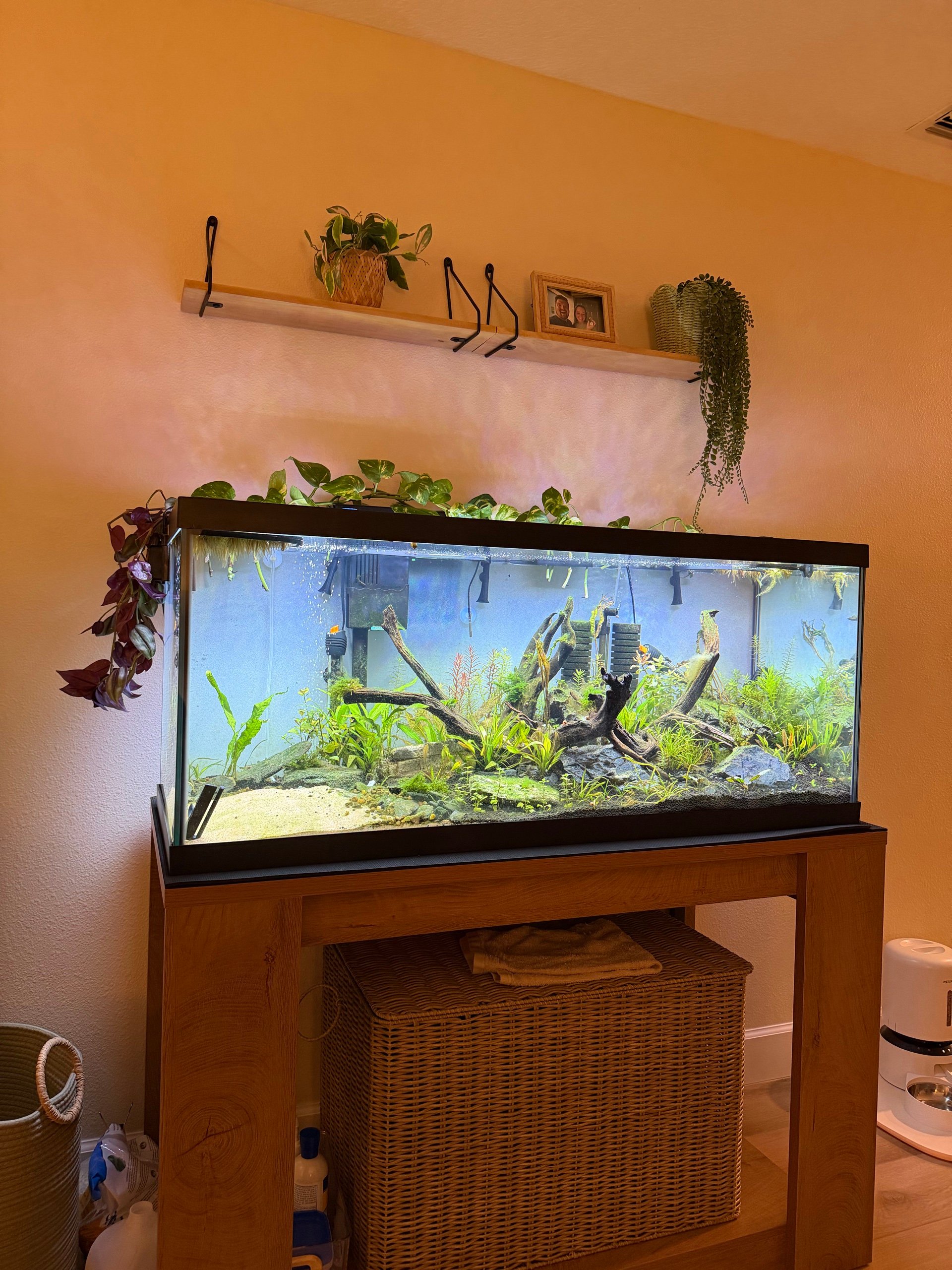 Vivi's Chillquarium