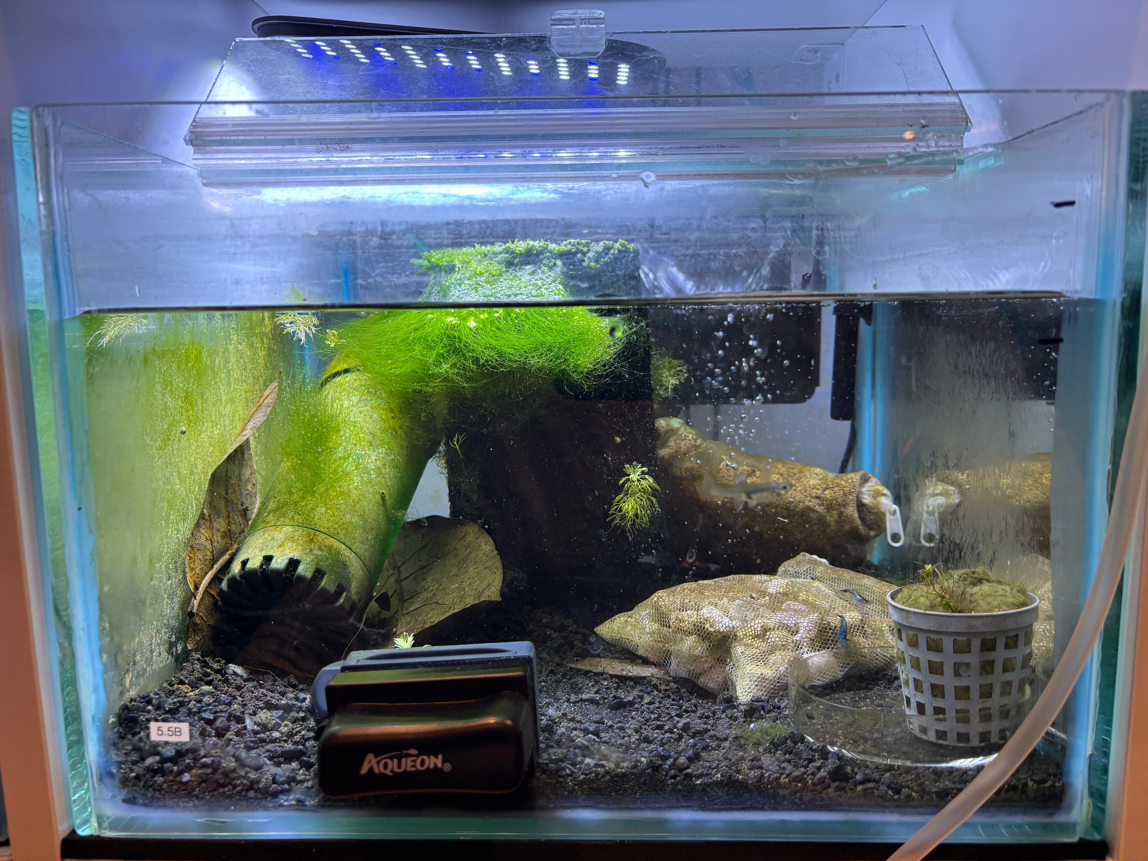 5B Tiger Endler Guppies