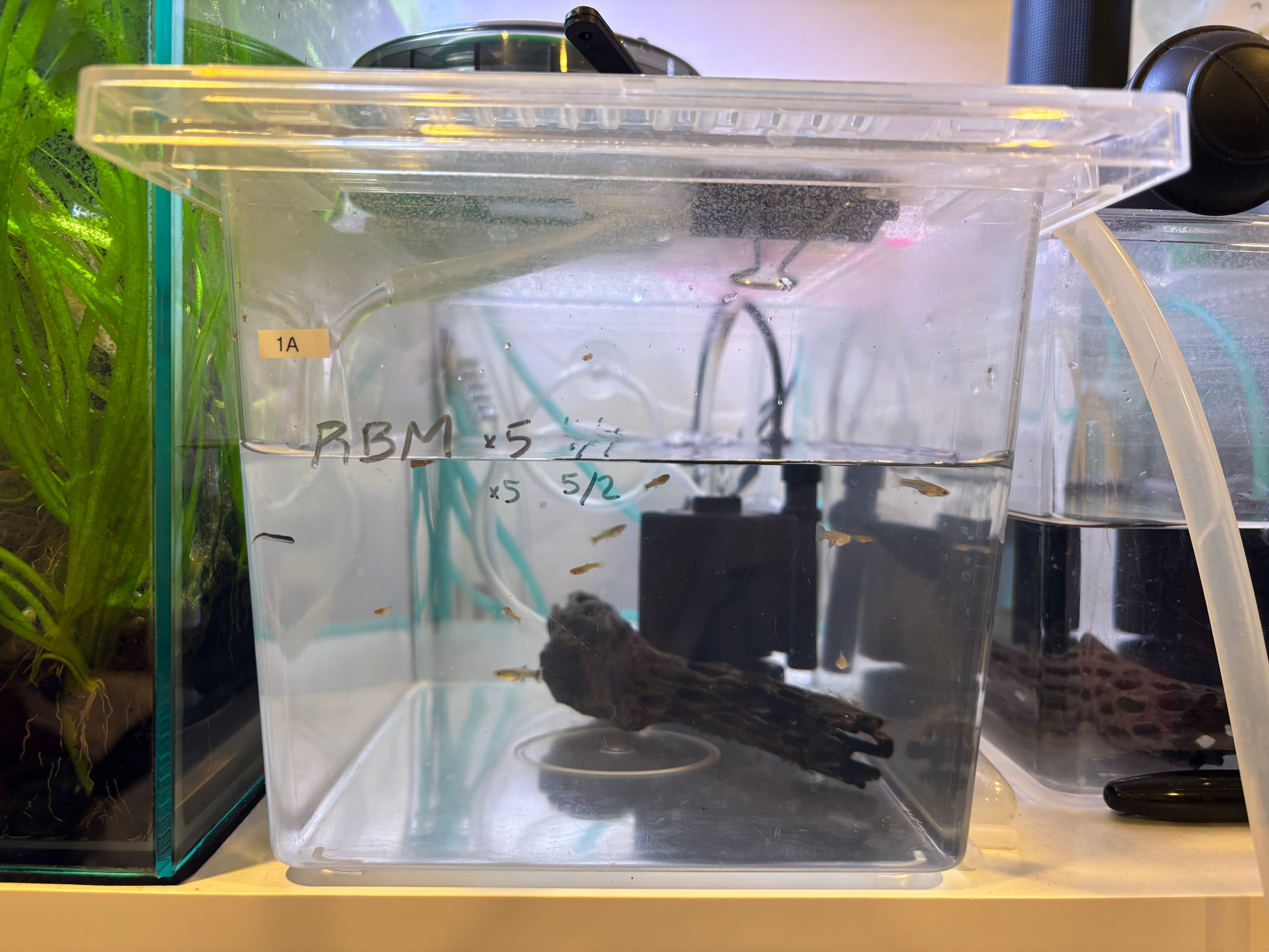 1A Guppy Fry
