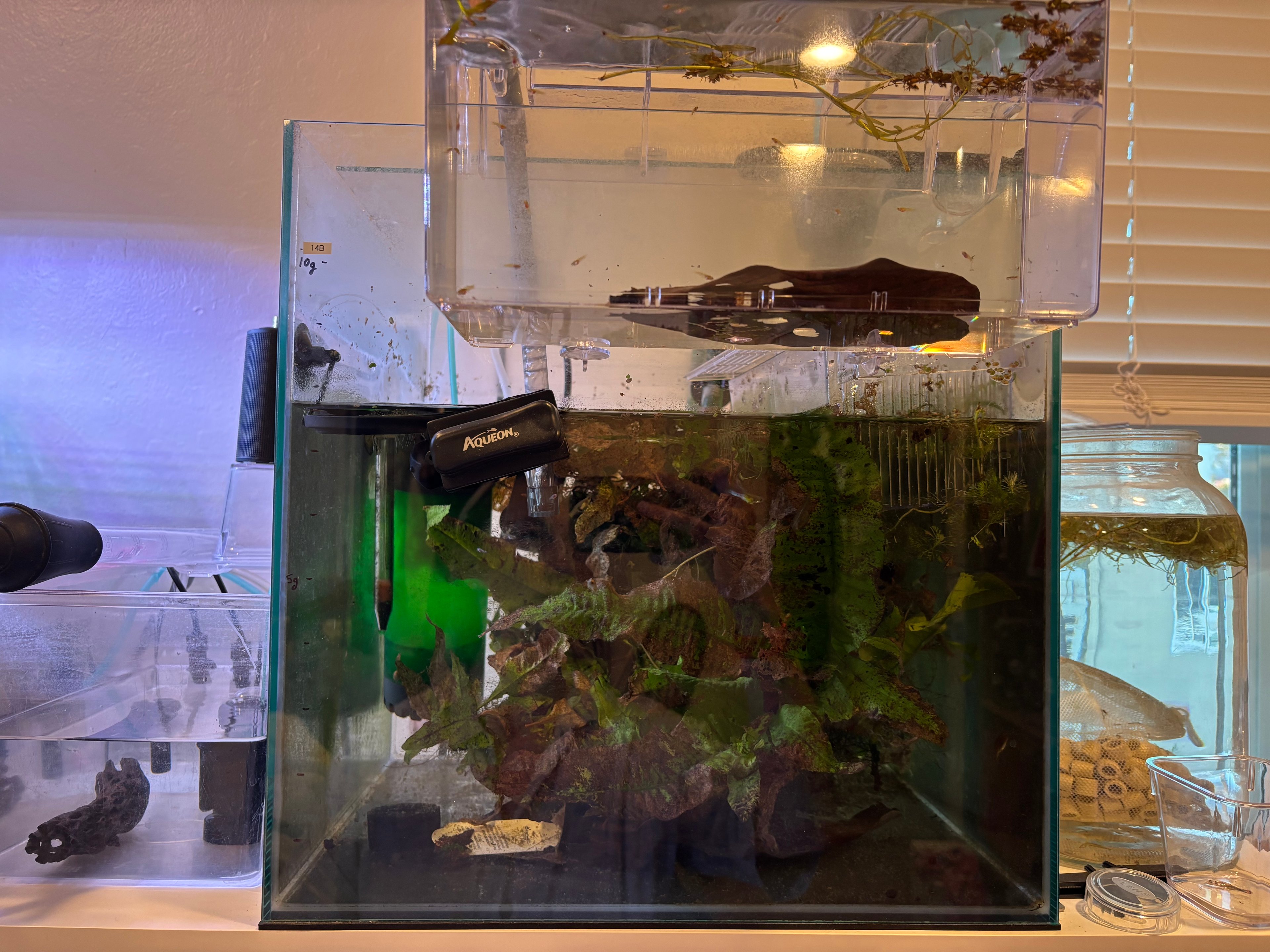 14B Japan Blue Guppies