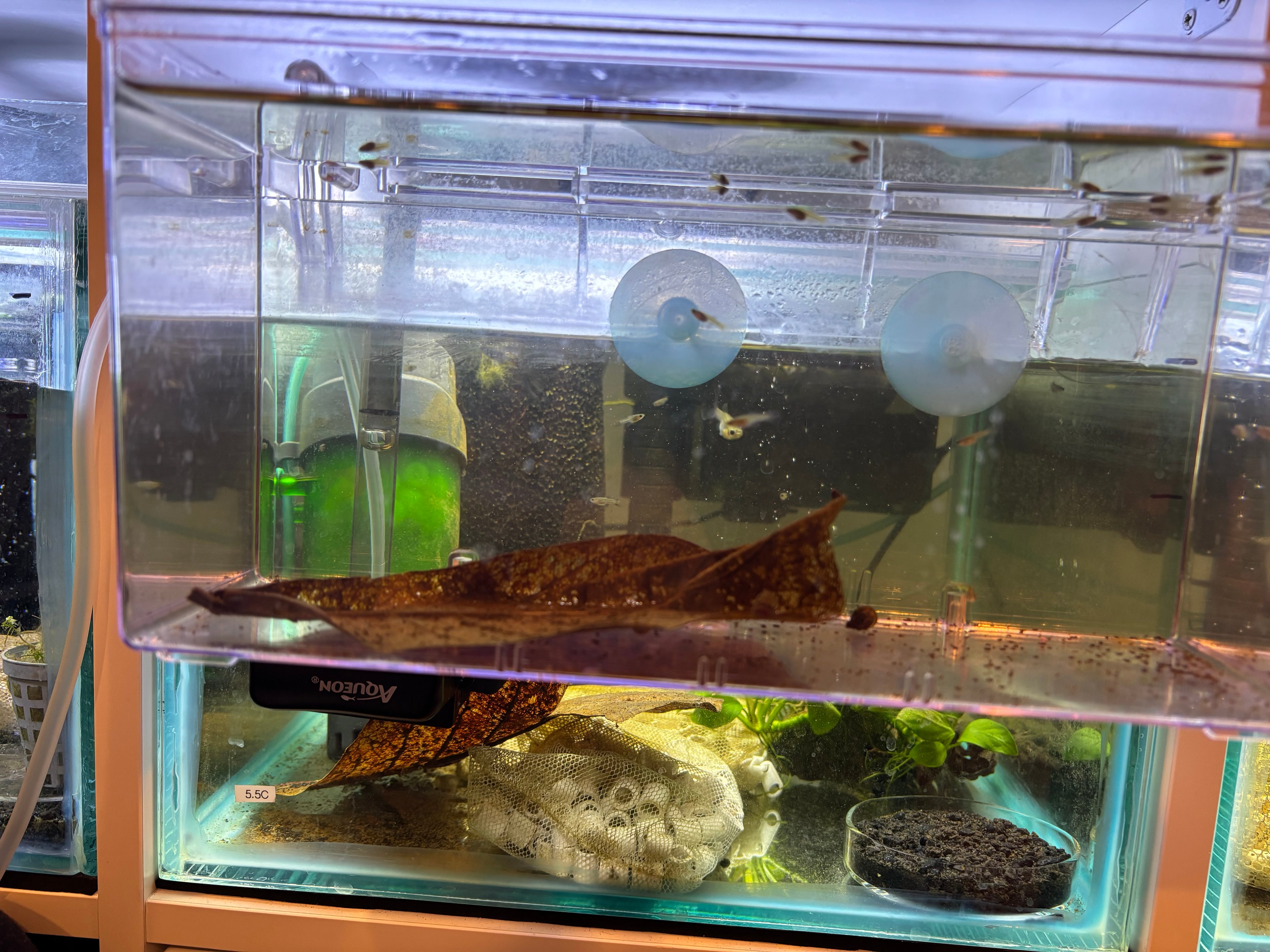 5C Black Metal Guppies