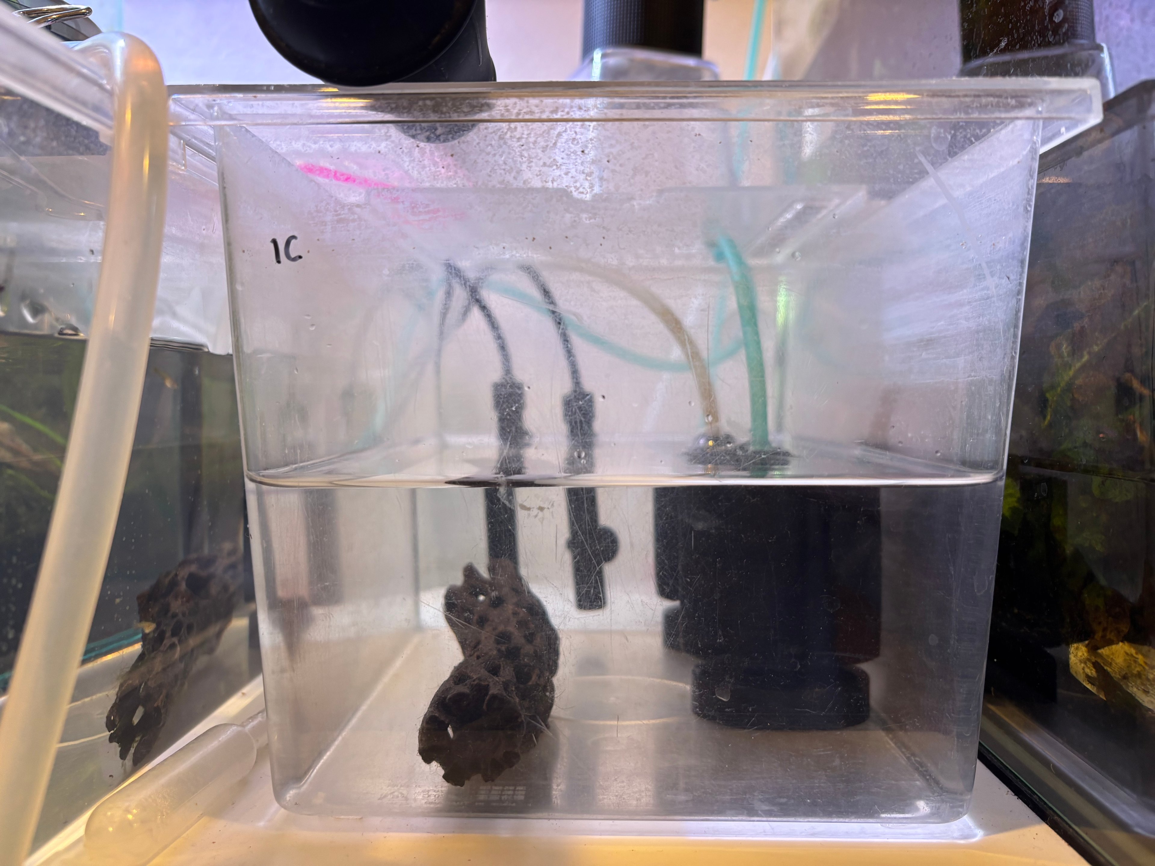 1C Guppy Fry
