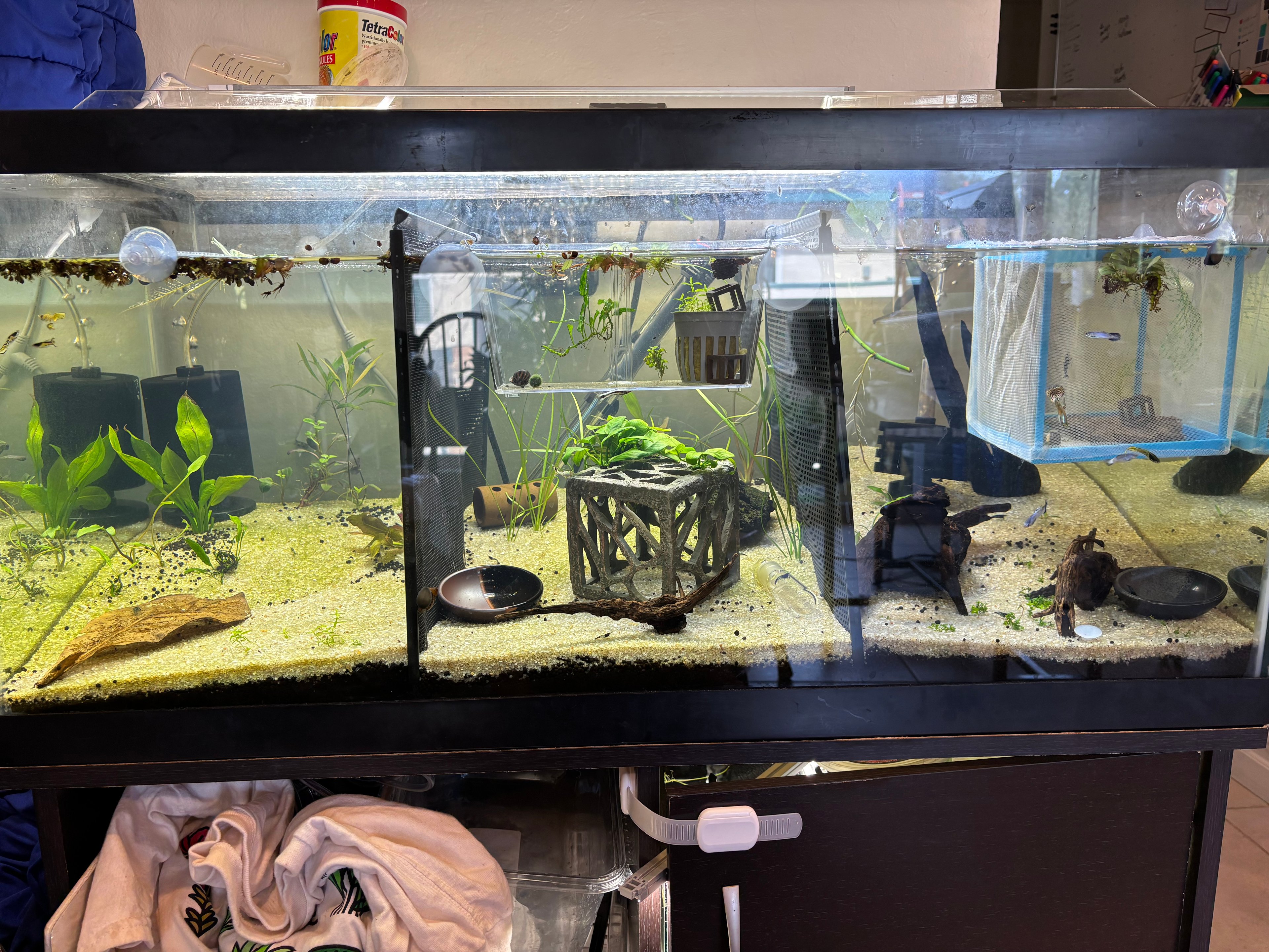 40 Gallon Display