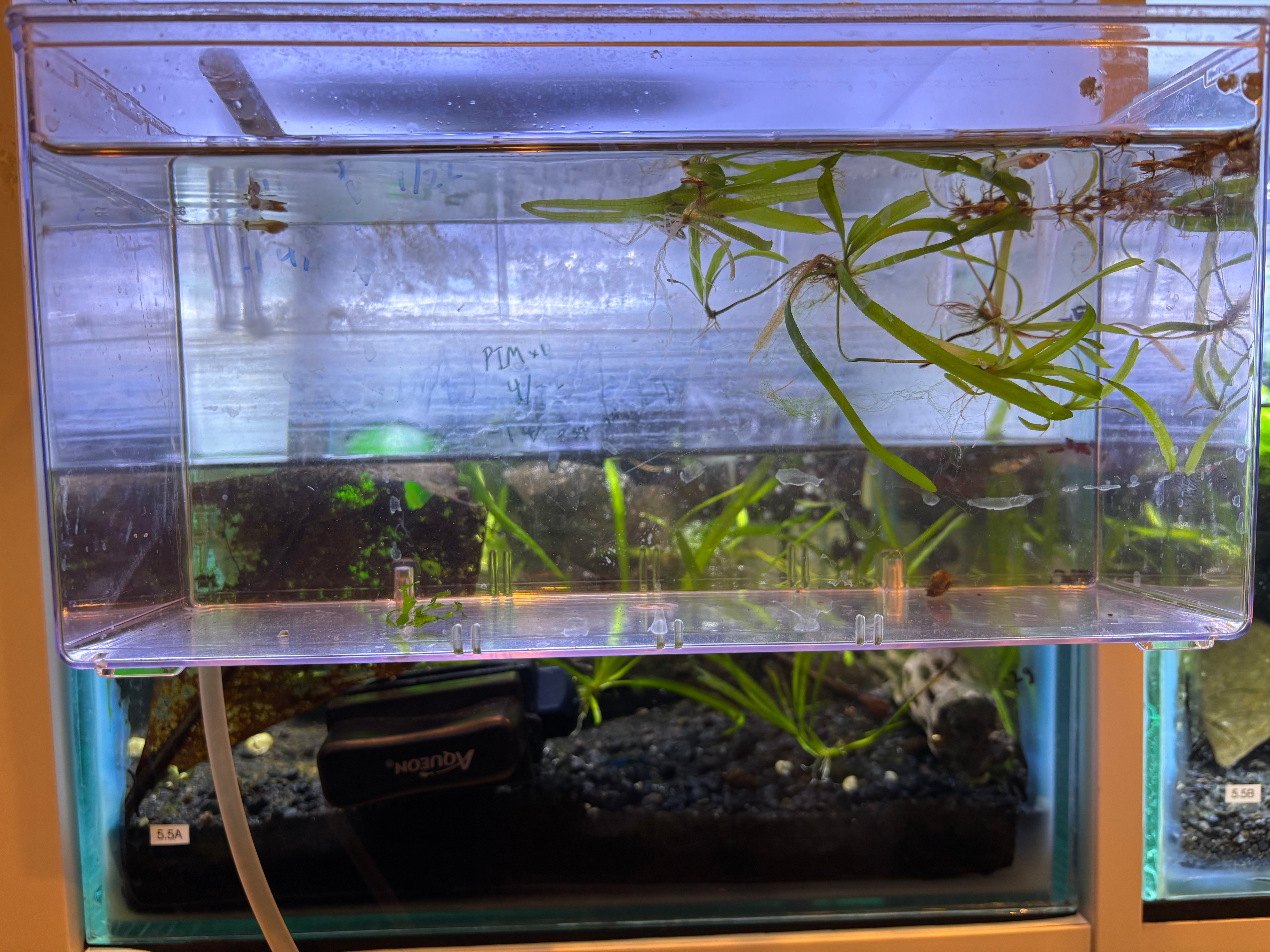 5A Purple Ivory Guppies