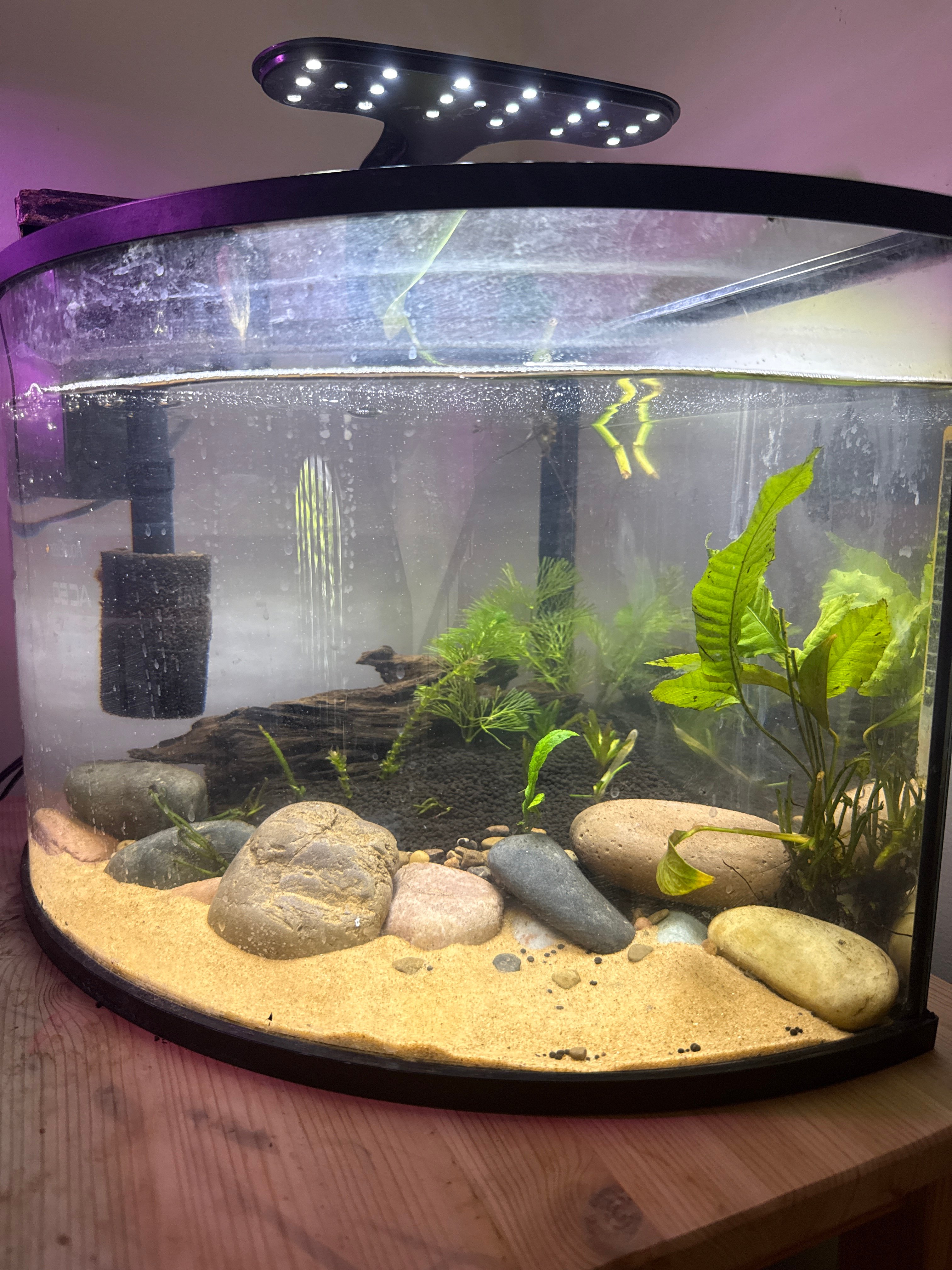 Planted Corner Tank