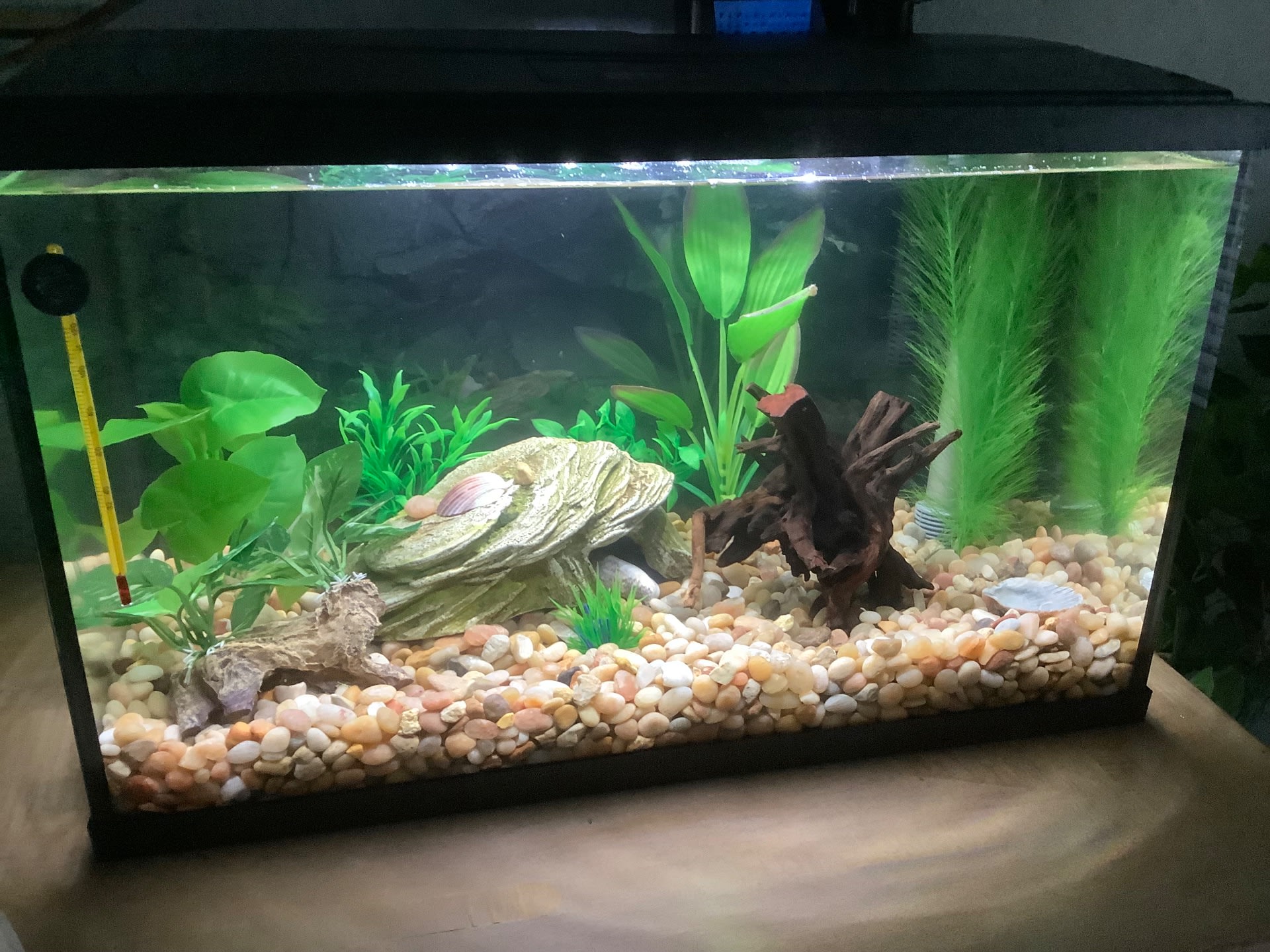 Beautiful Fin