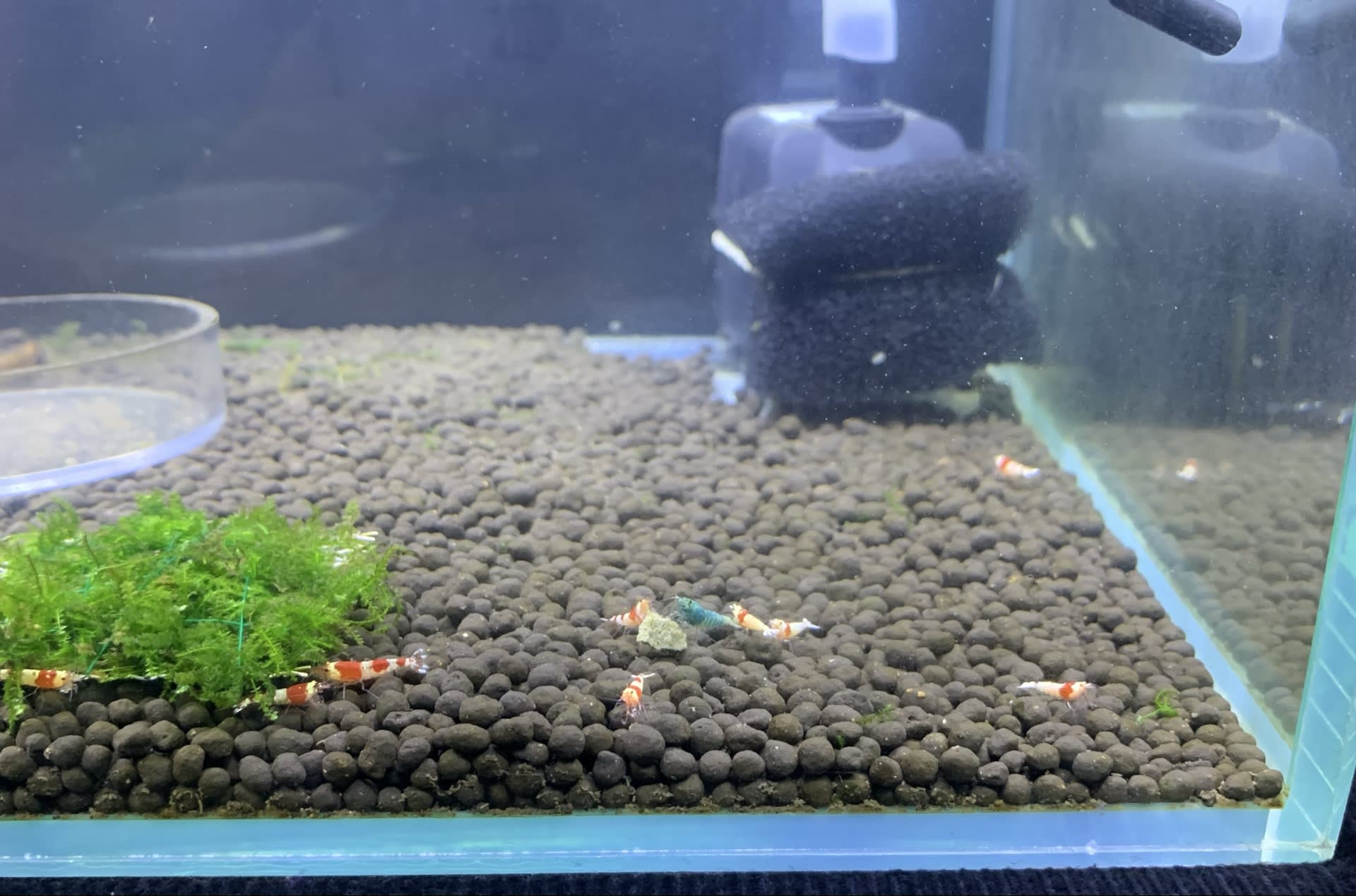 Caridina mix