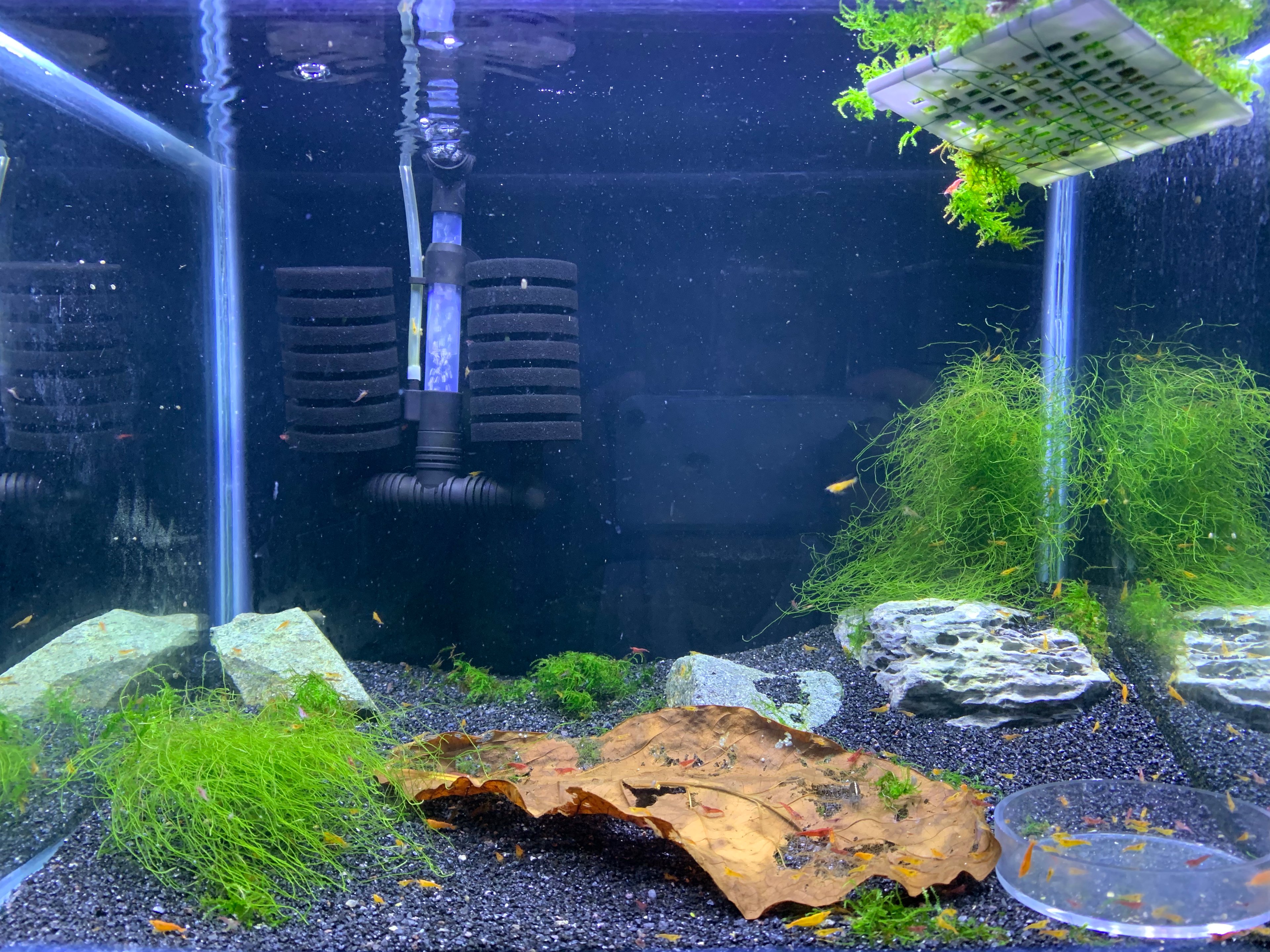 Red Cherry Tank