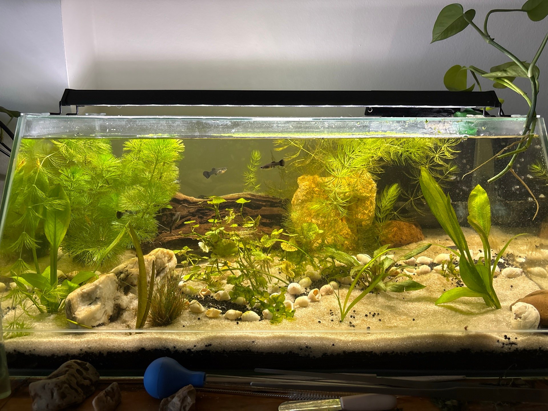 The Guppy Gorge