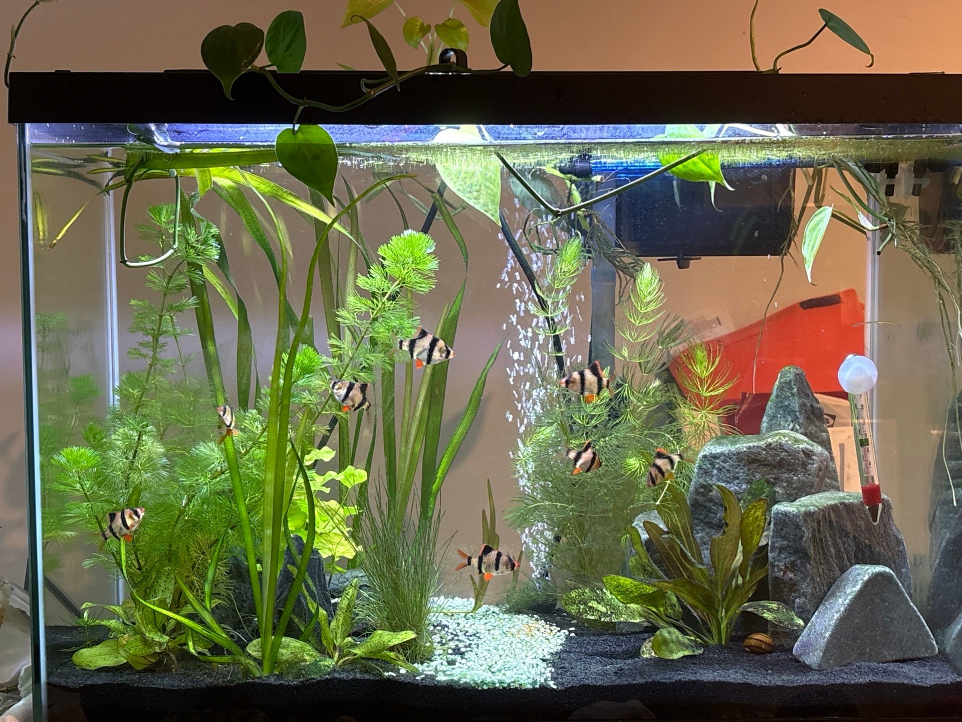 The Tiger Pit