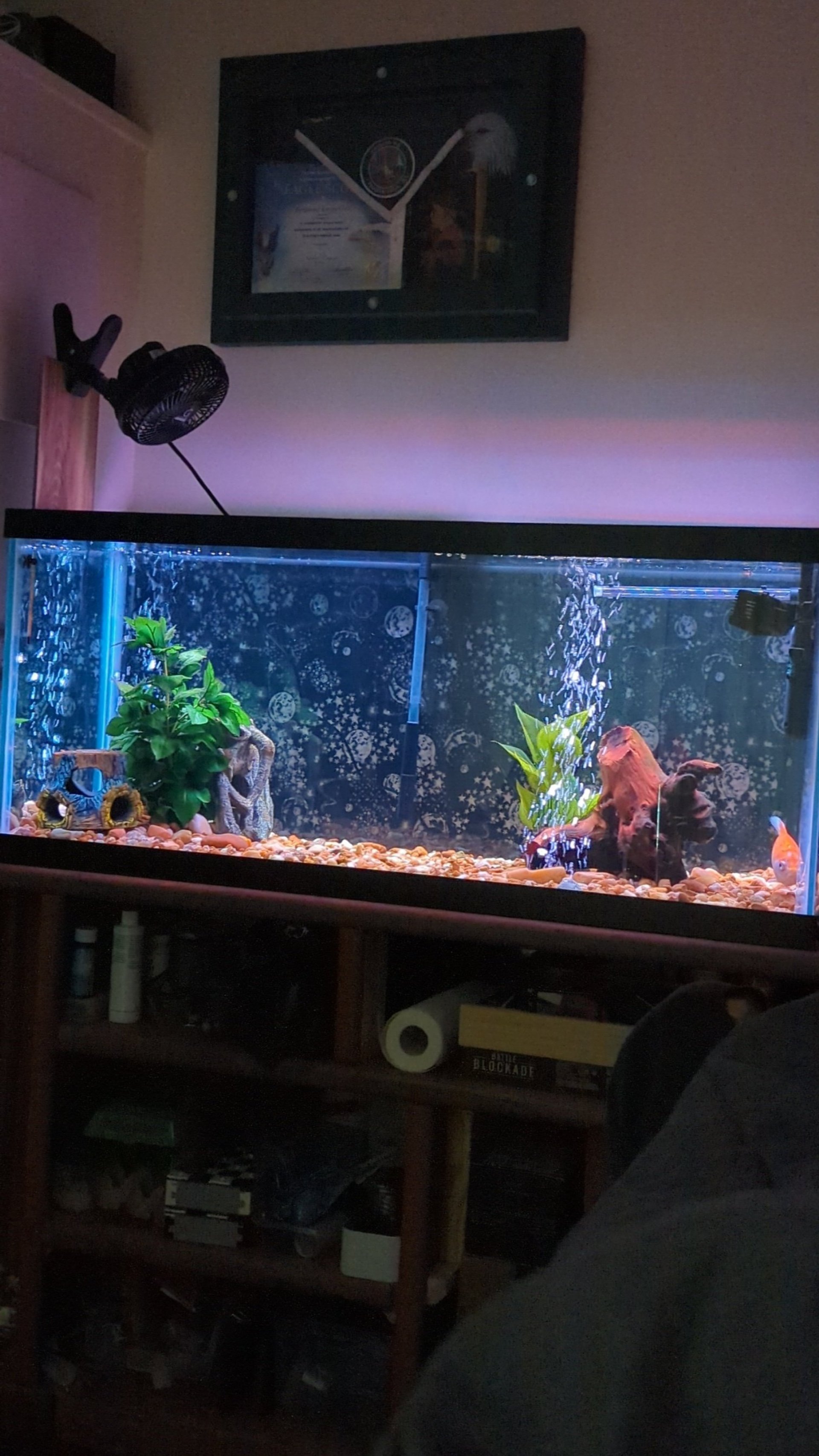 Blackwater Plecos