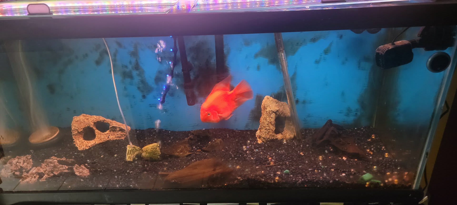 Tony's Tank