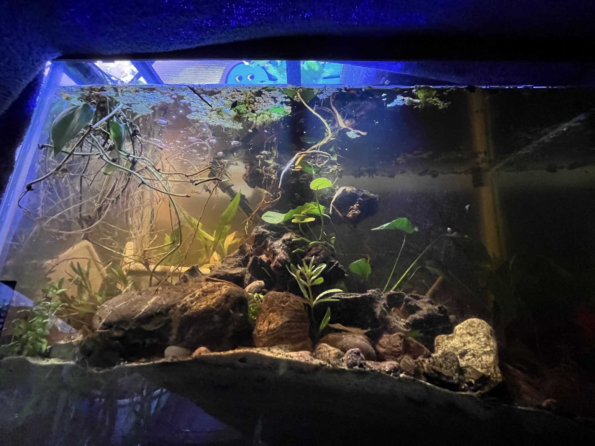 20 Tall - Guppies