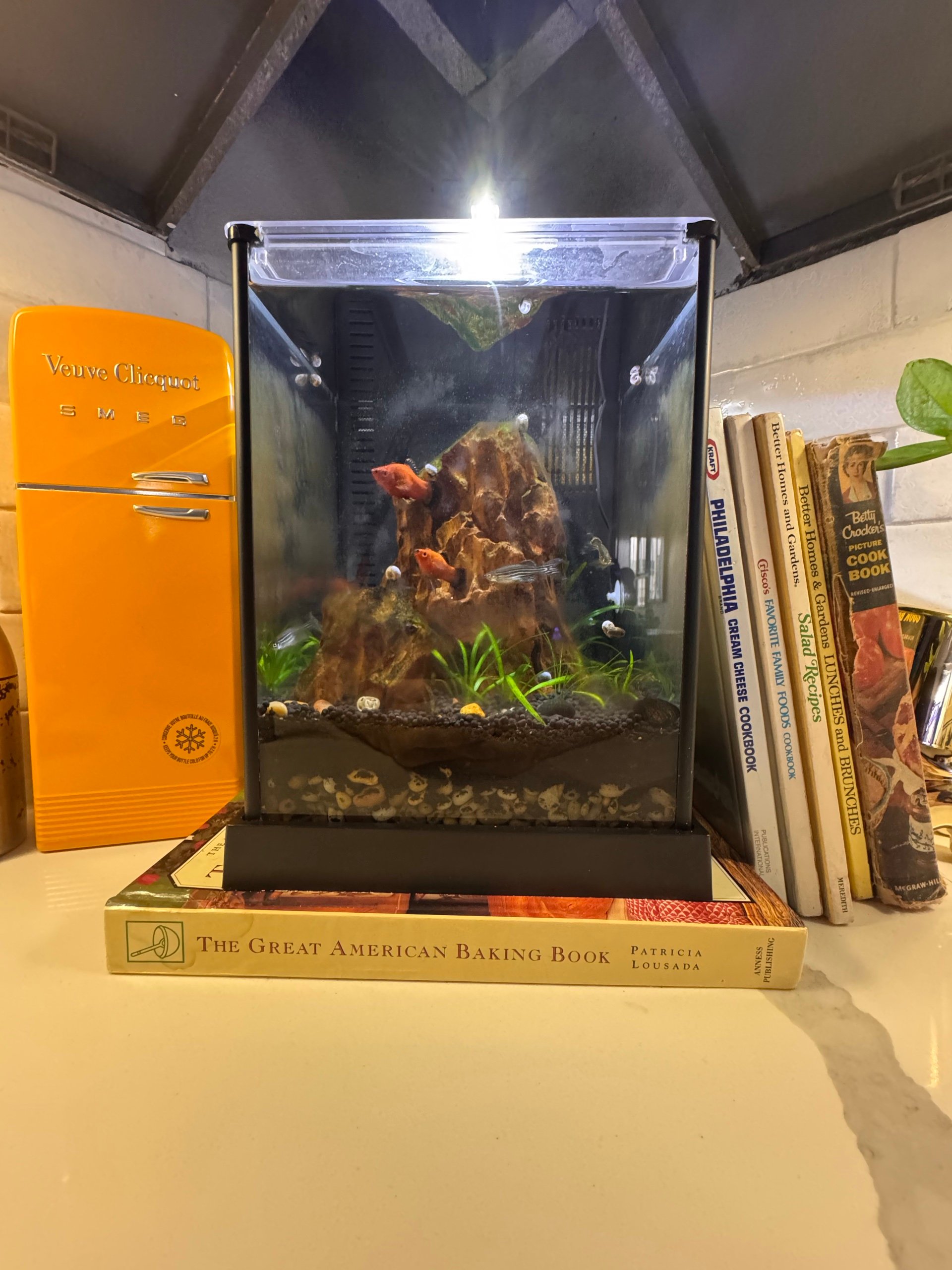 Dragons Rock Tank