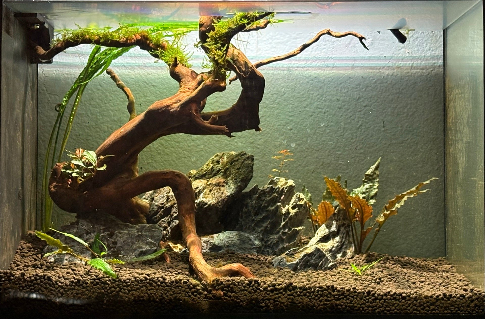 nano jungle