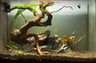 nano jungle