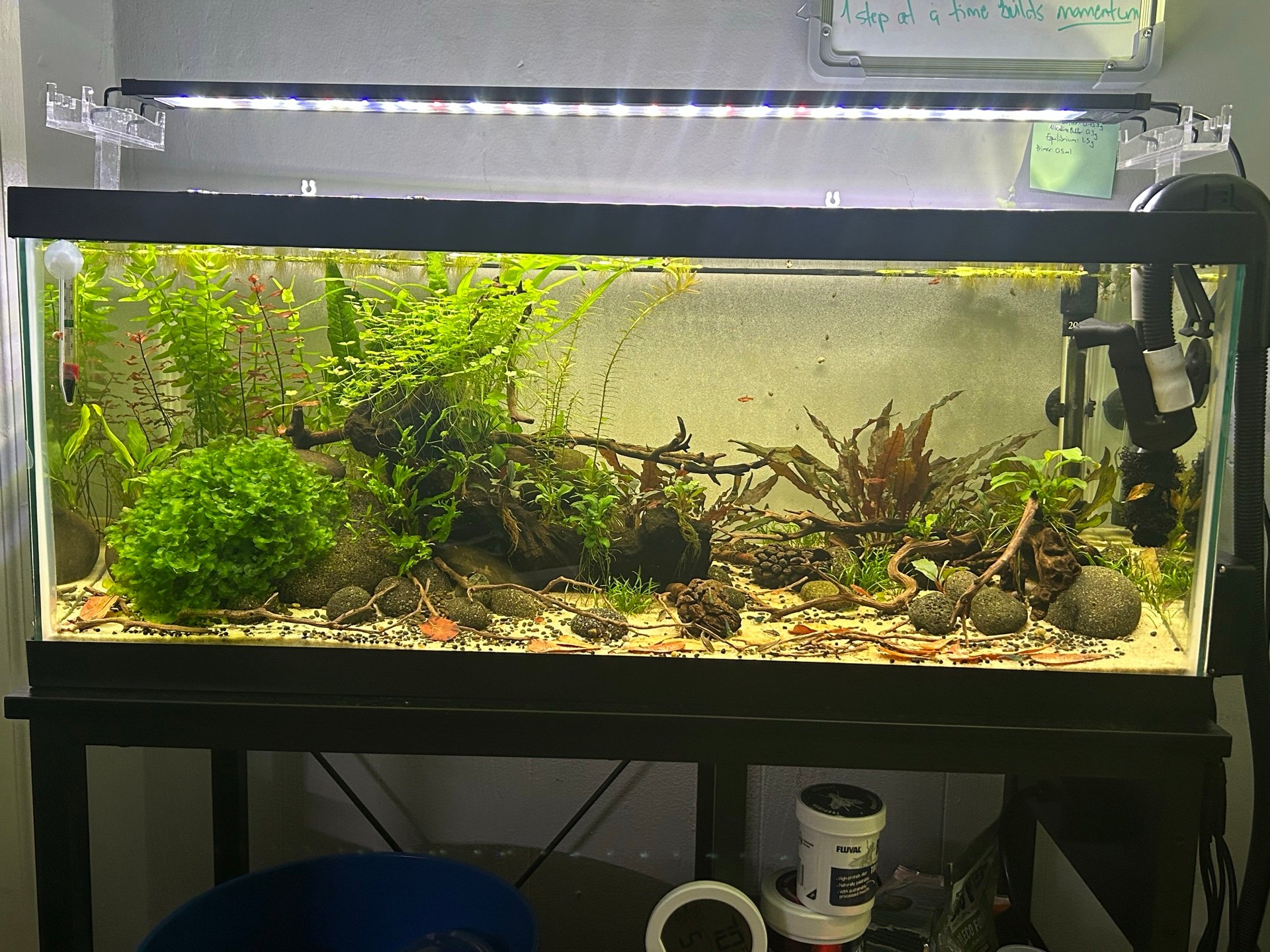 Cory Cove