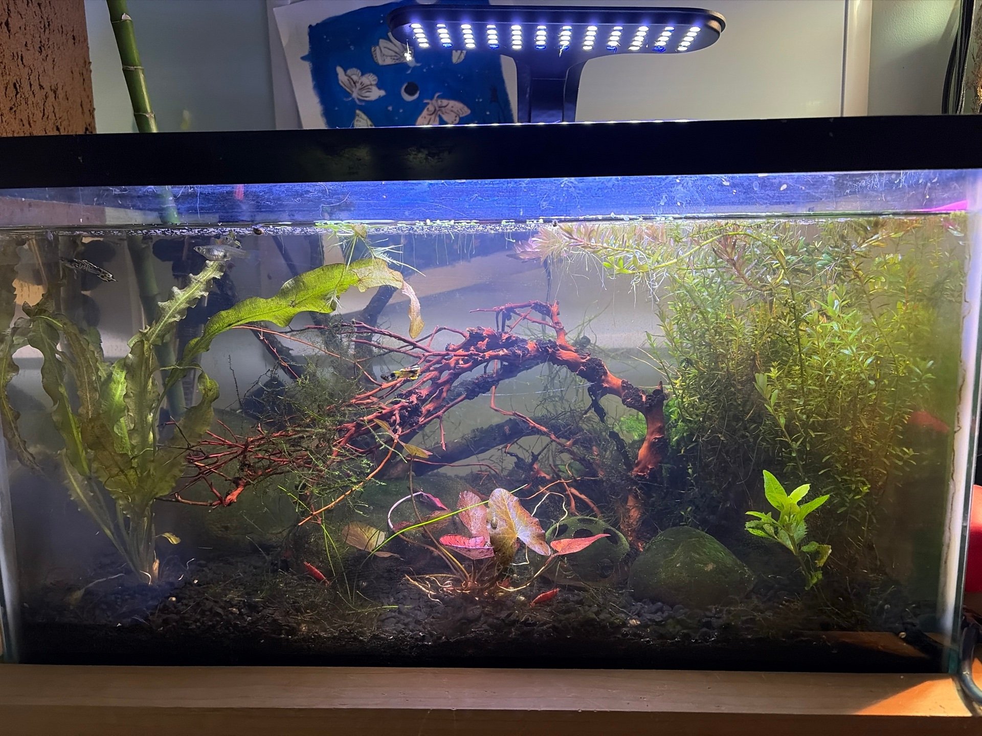 Betta Tank
