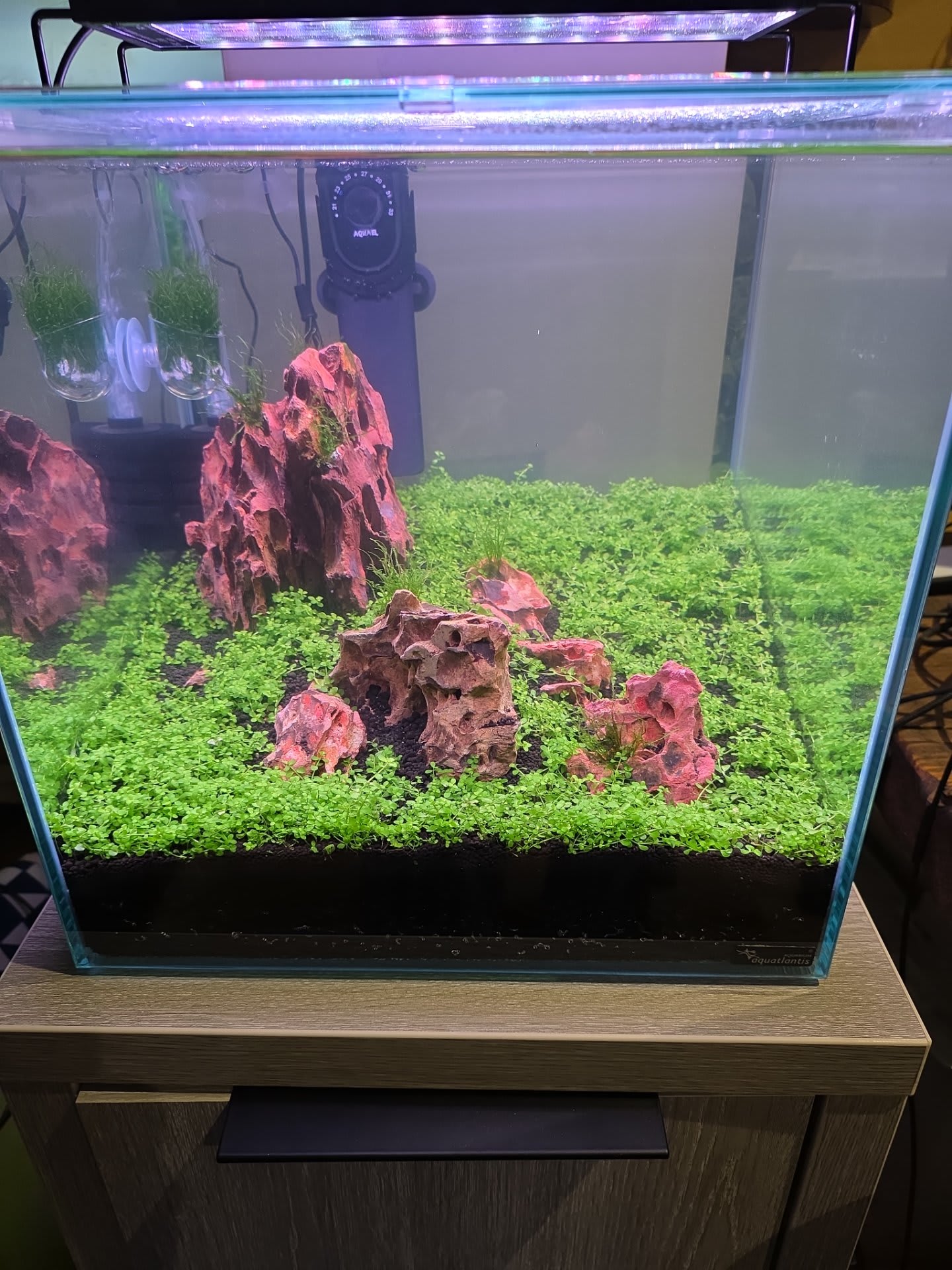 33l Iwagumi aquascape