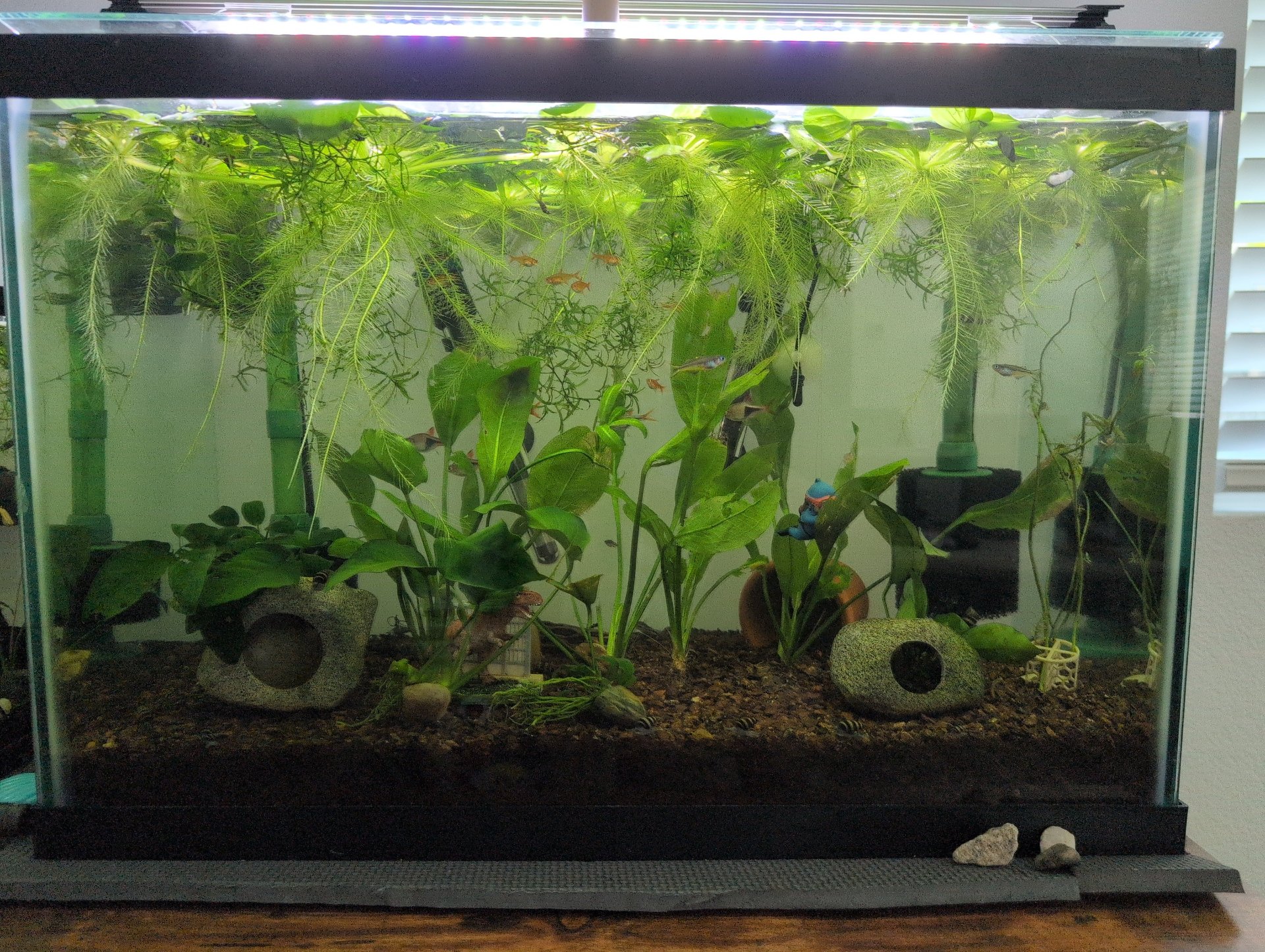 Main tank