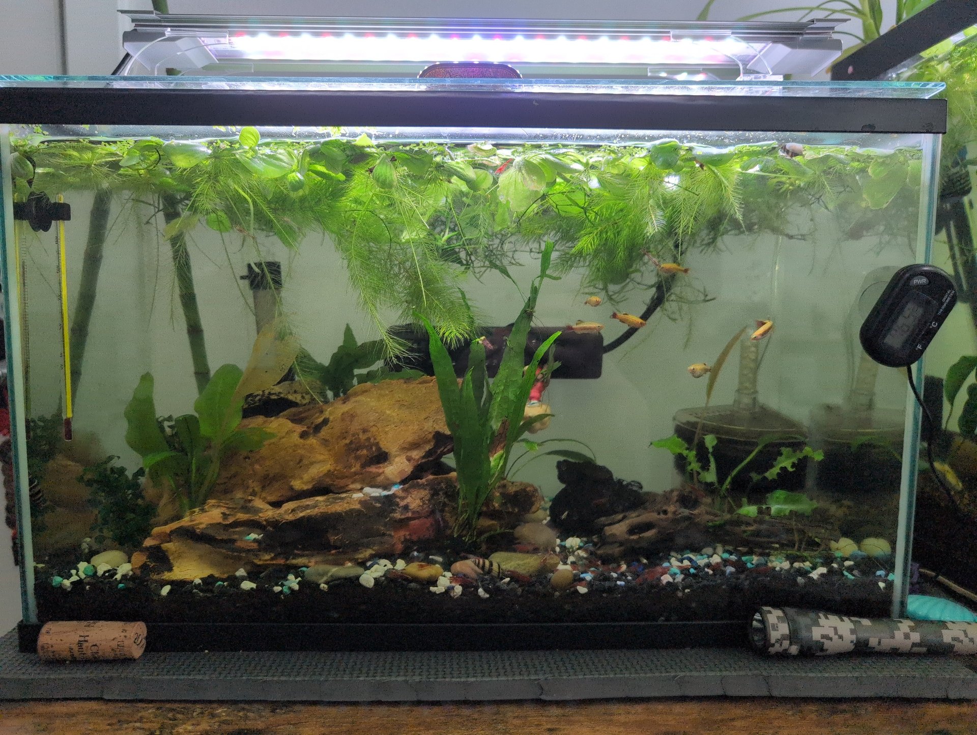 Shrimp Tank