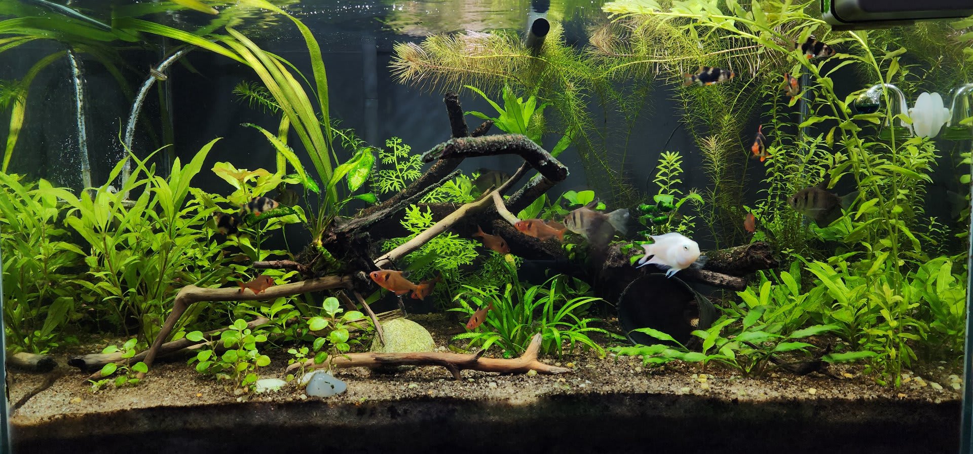Plantado Low Tech