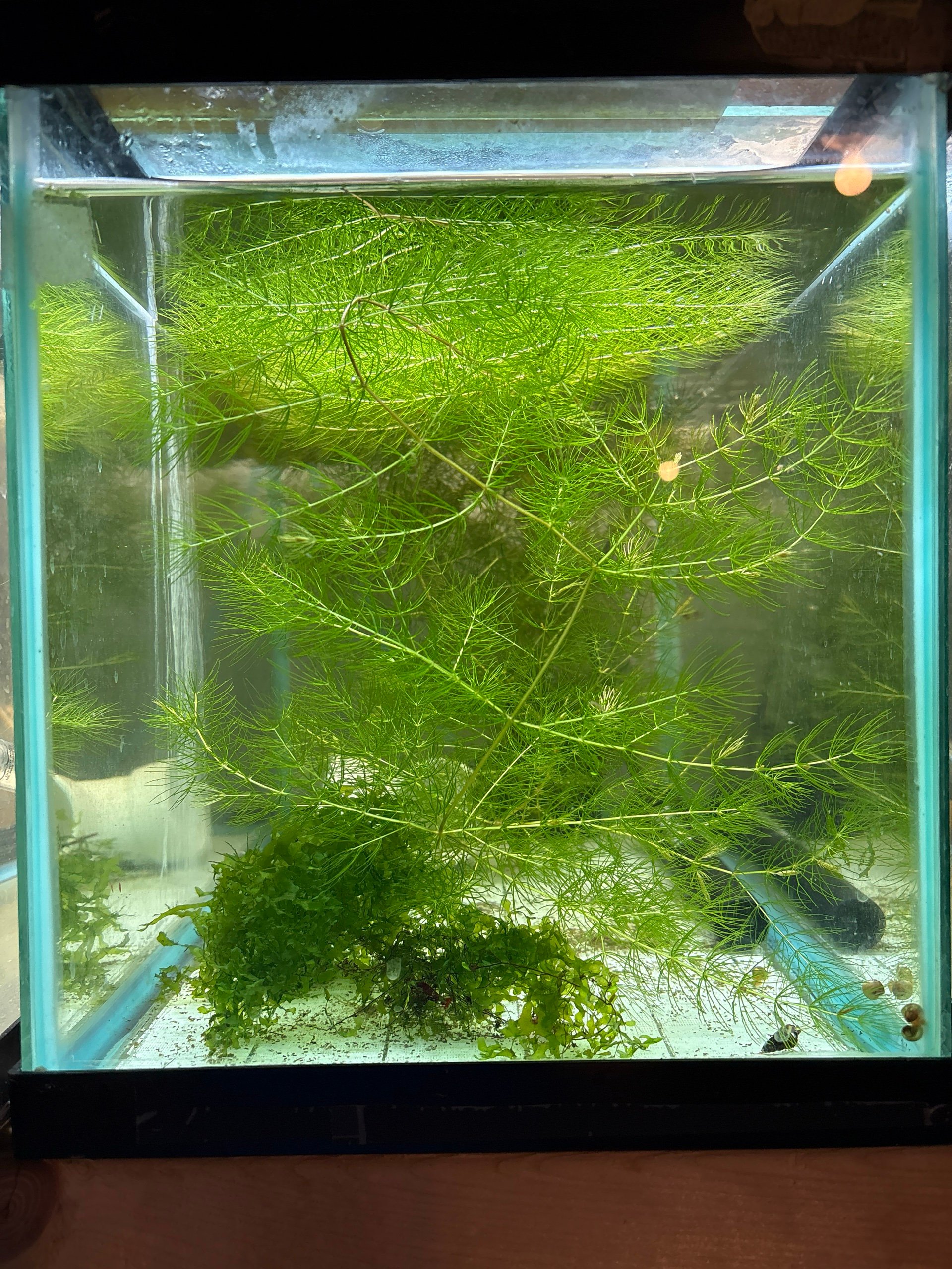 Bsmt Shrimp 10 Right
