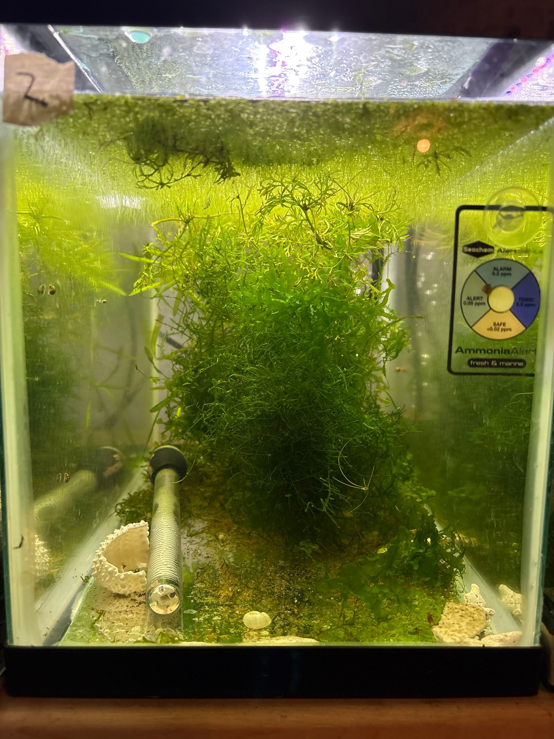 Bsmt Shrimp Low R