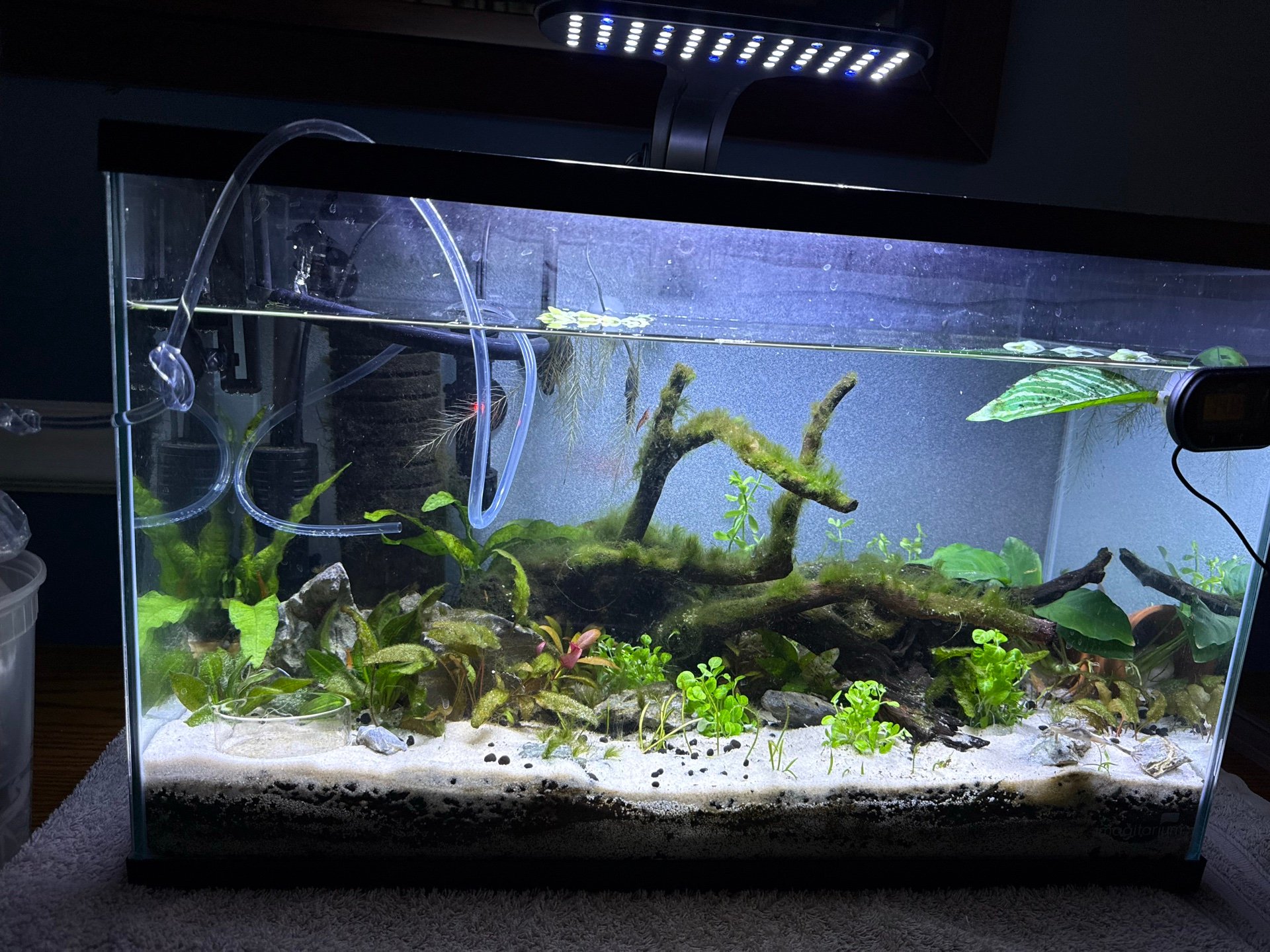African Dwarf Frog