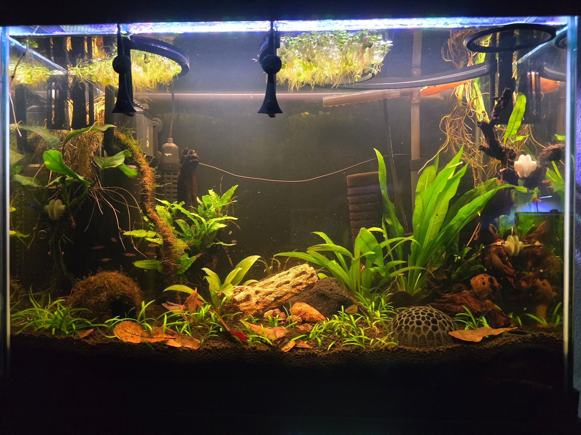 Two and a Half Gouramis
