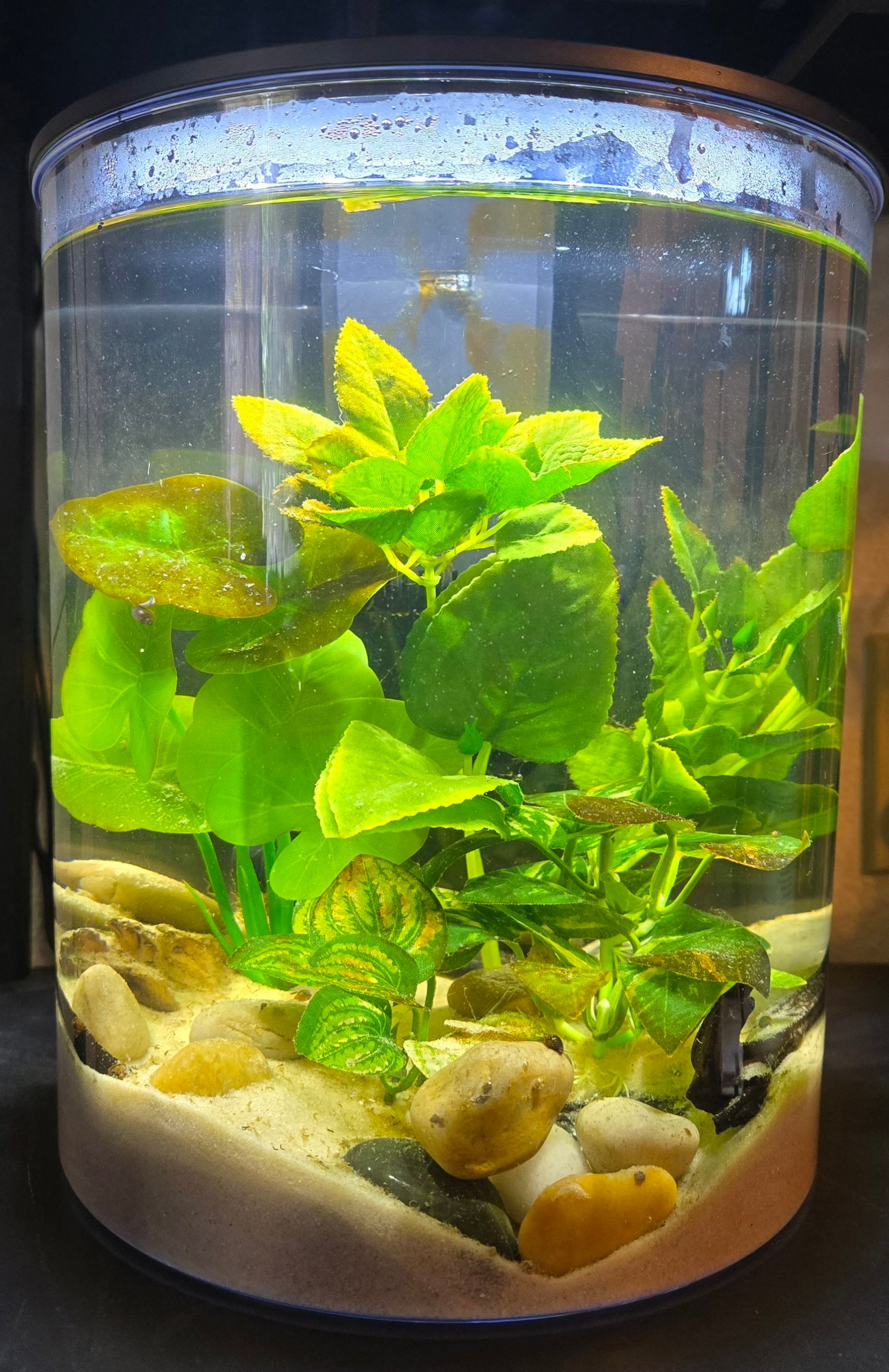 Just Snail(s)