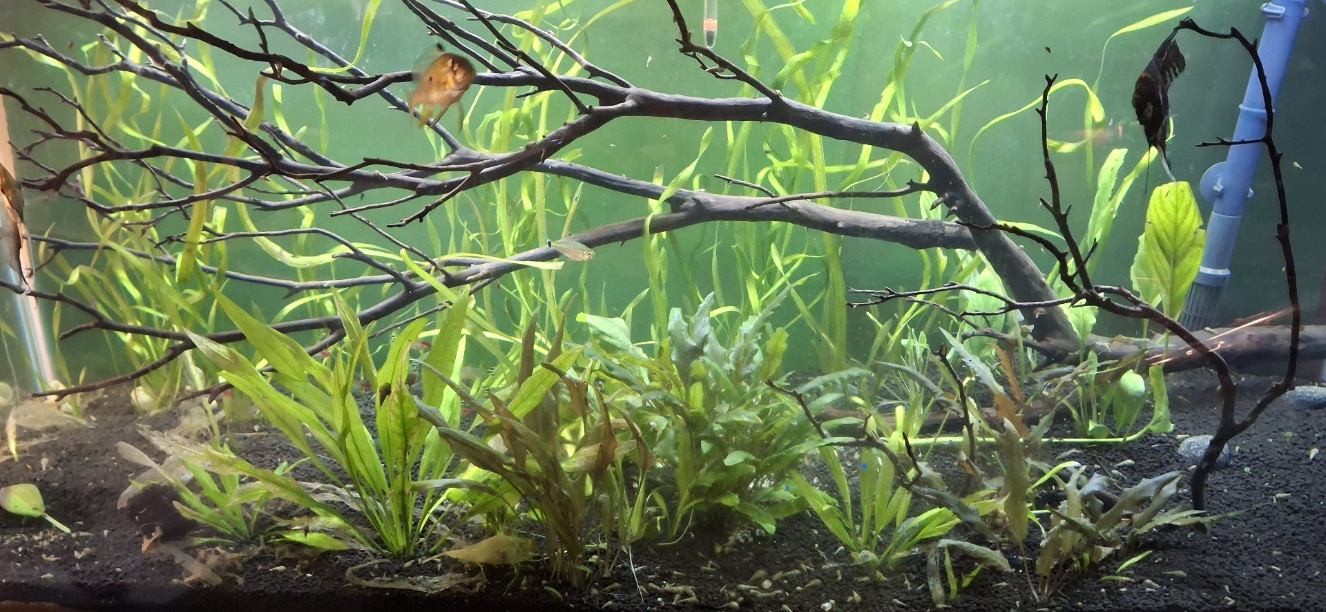 Angelfish Community