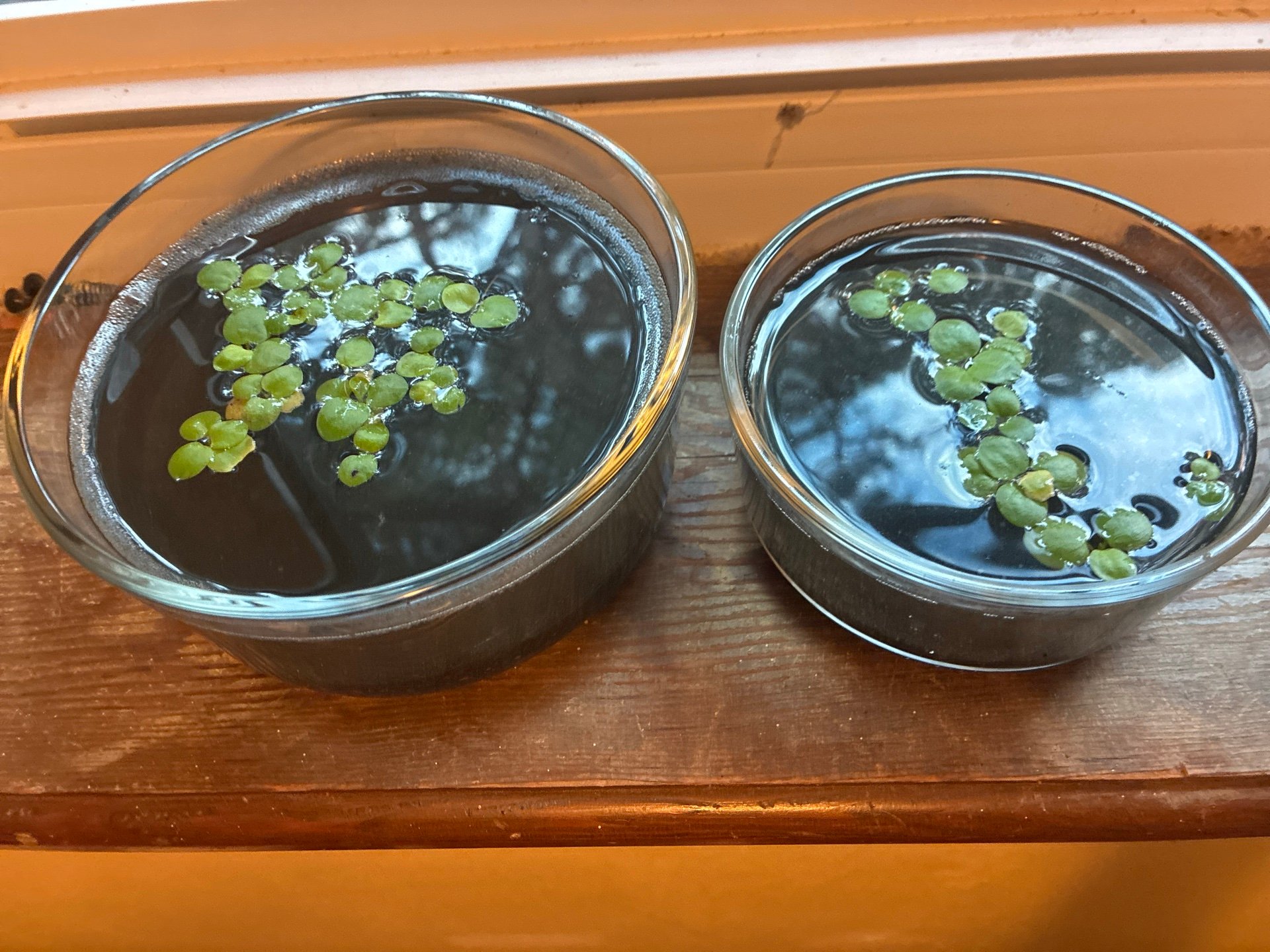 Frogbit Bowls