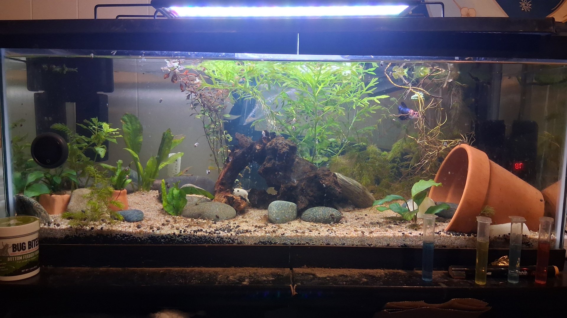 The TANK