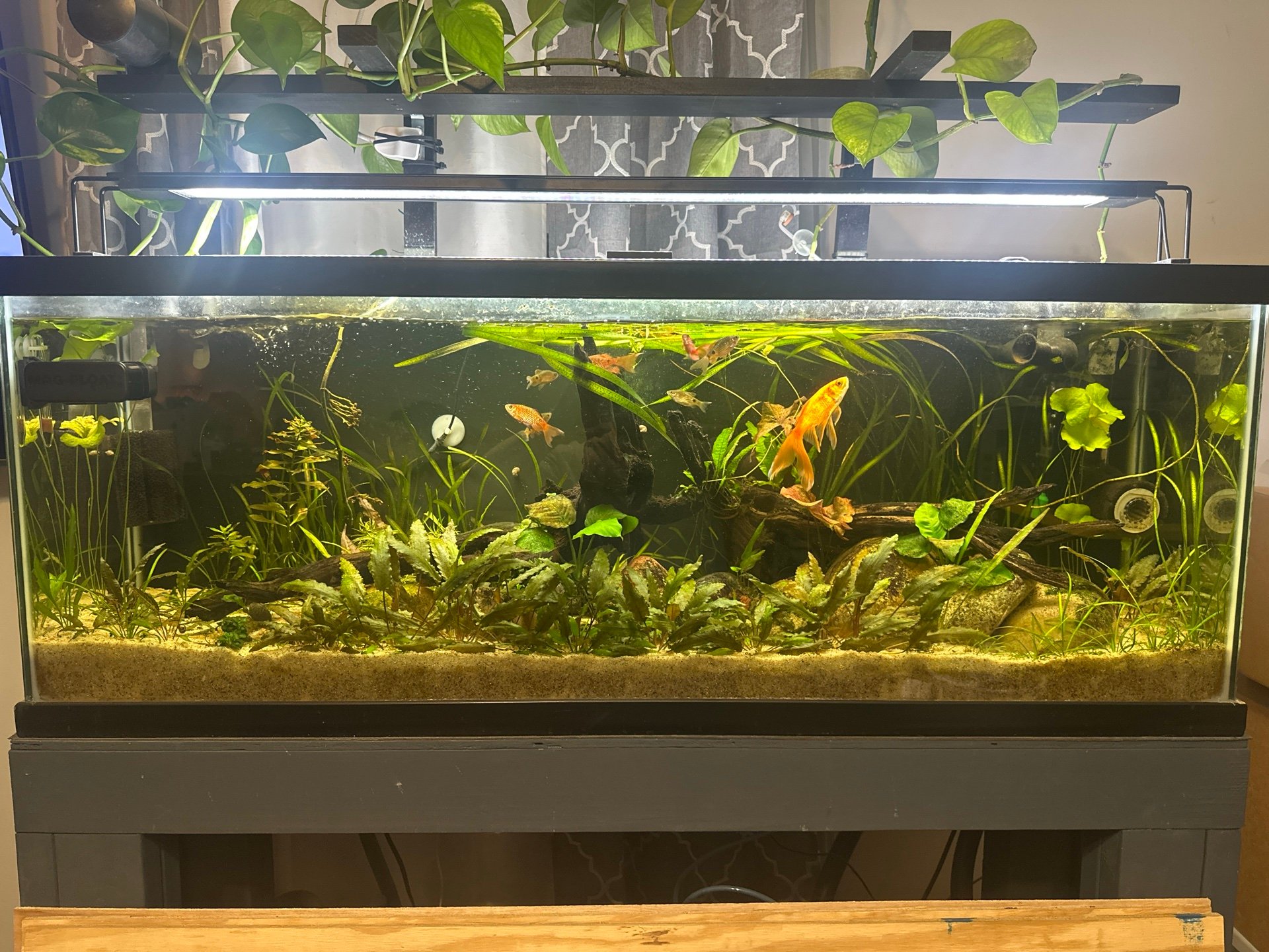 50 gallon